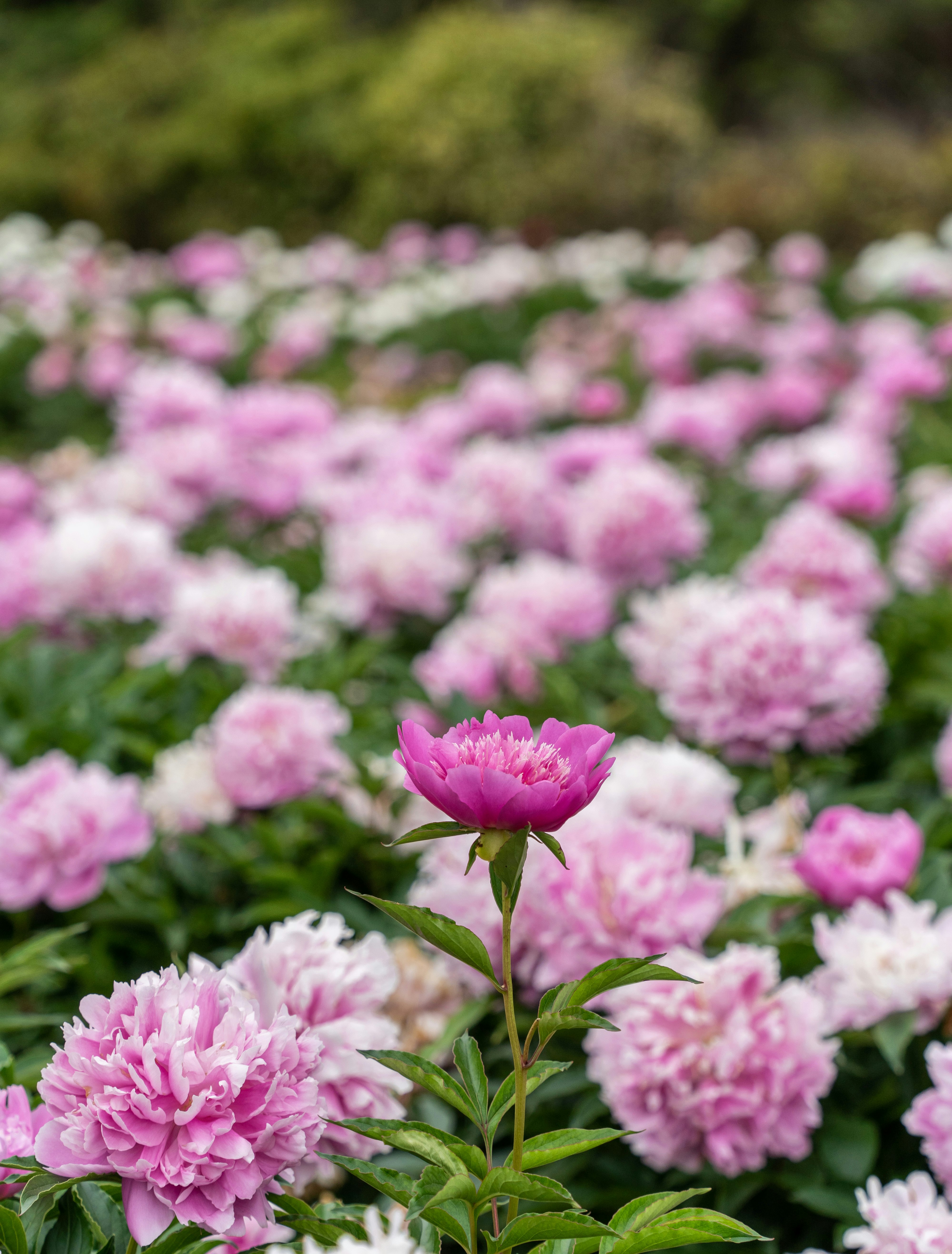 ピンクの芍薬が咲き並ぶ花畑