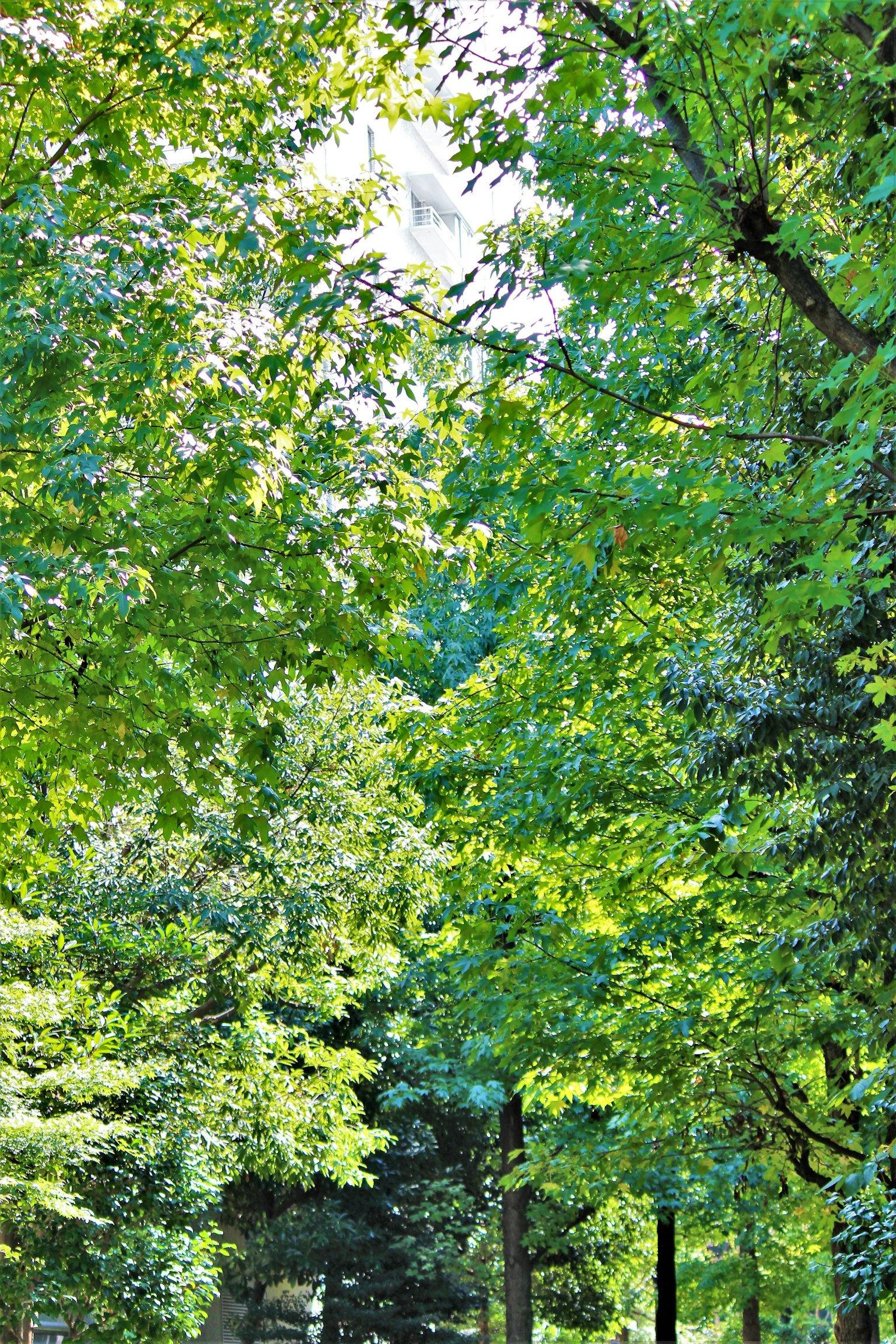Lush green trees lining a path with visible sky above