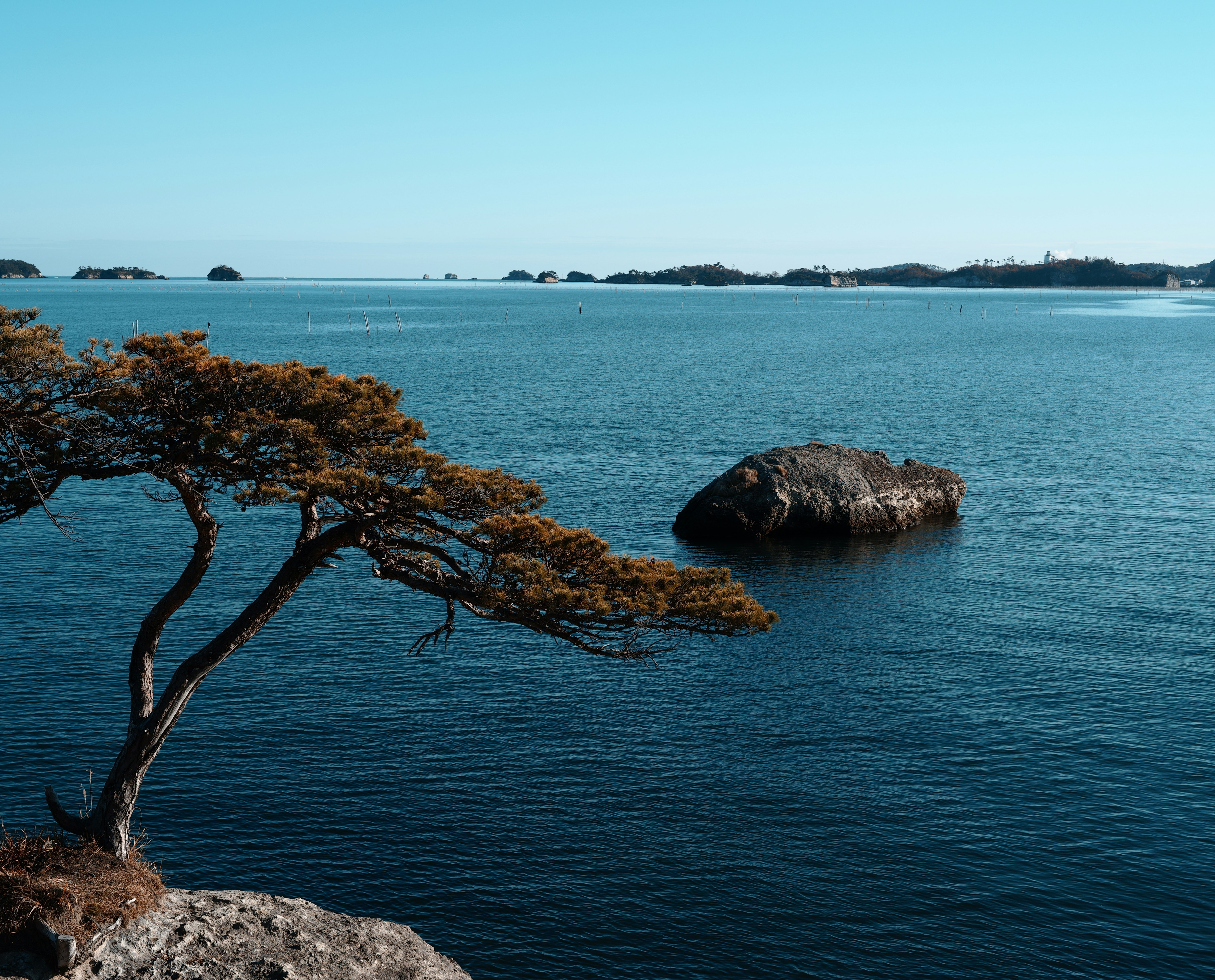 岩場に寄り添う一本の木と広がる海の風景