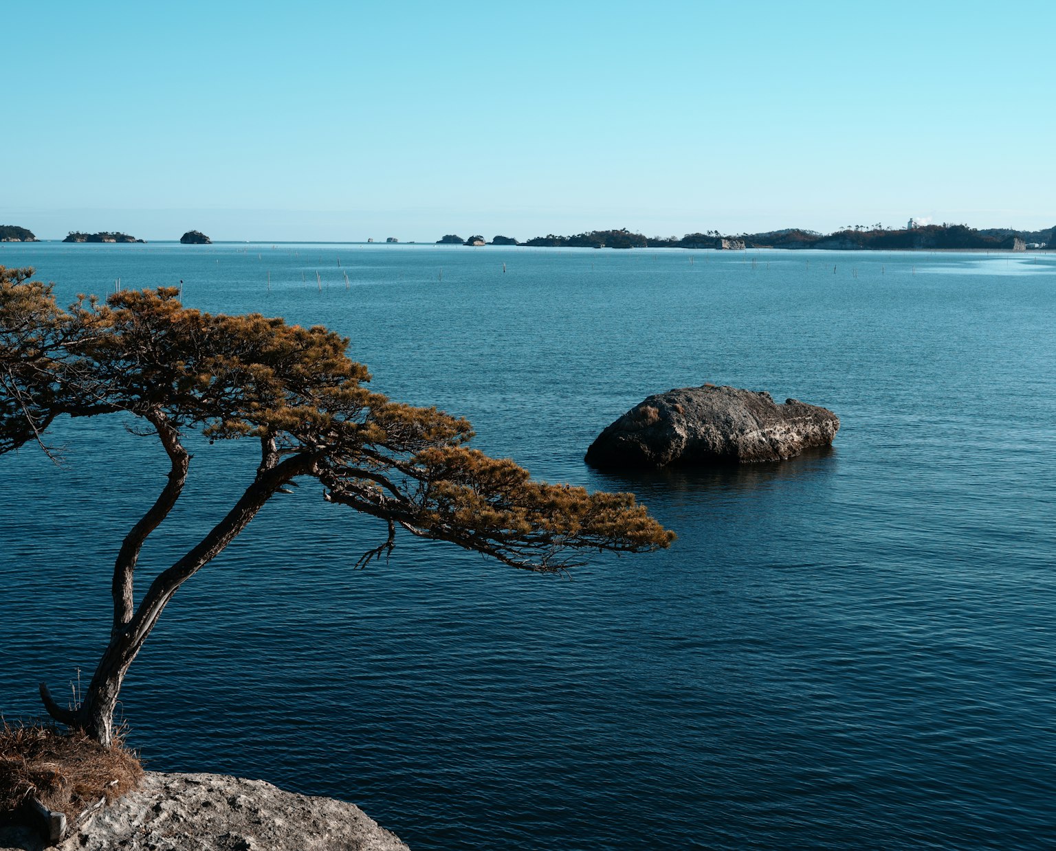 Un paesaggio con un albero e una roccia vicino al mare