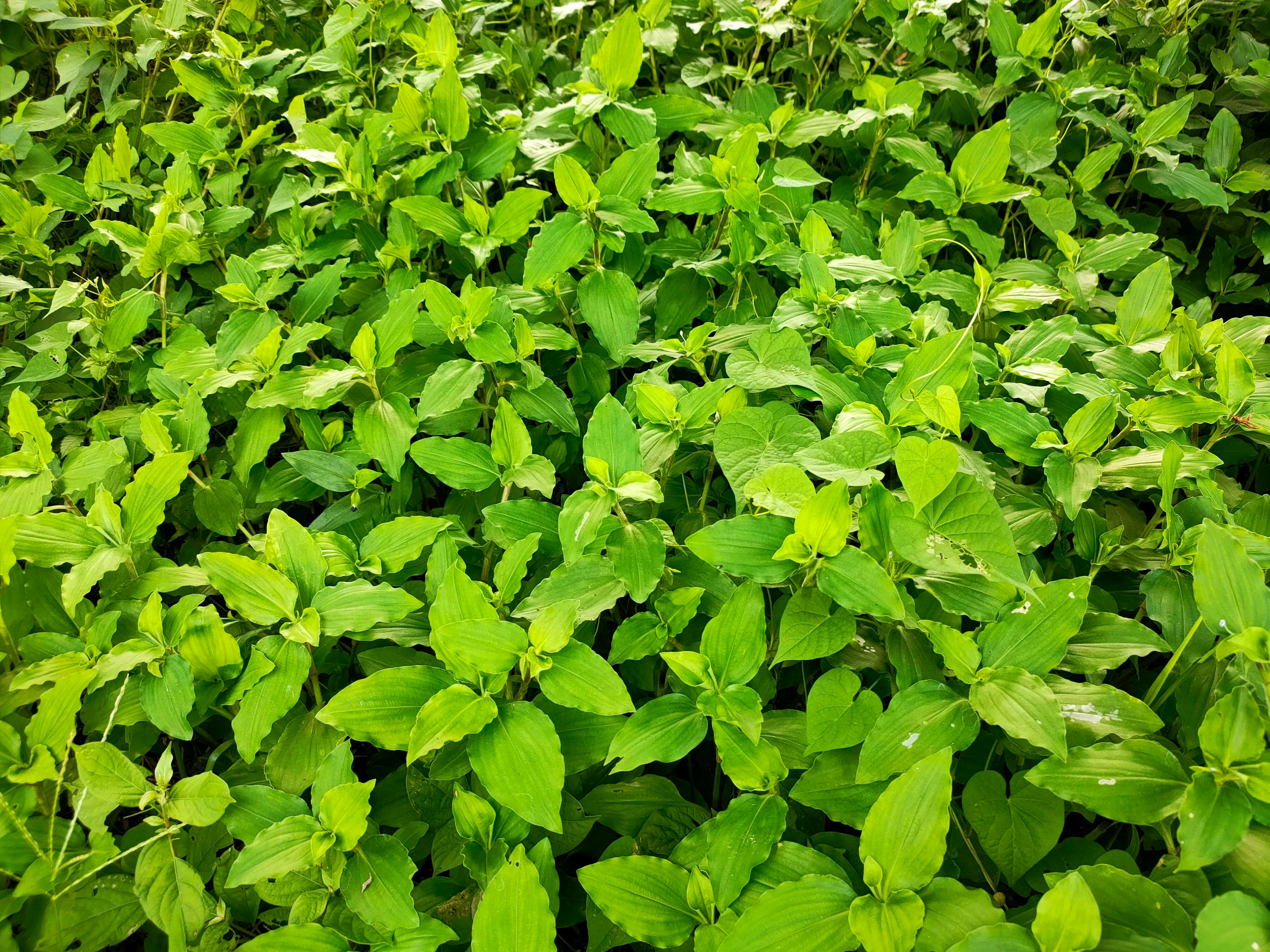 茂密的鲜绿色叶片地被