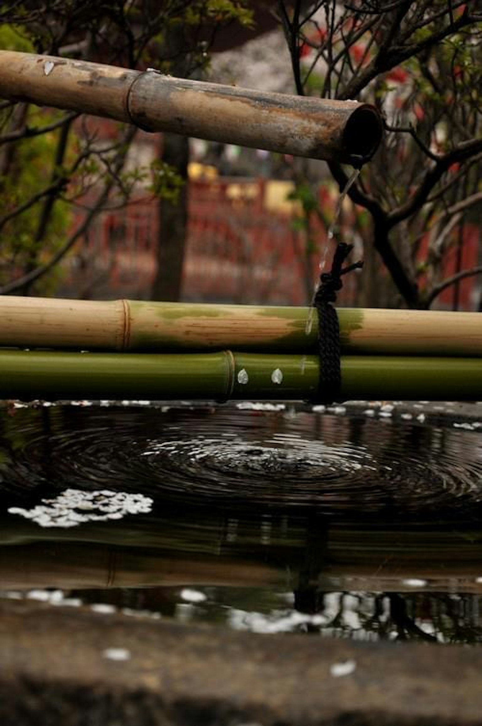 Caractéristique d'eau en bambou avec des gouttes tombant dans un étang calme