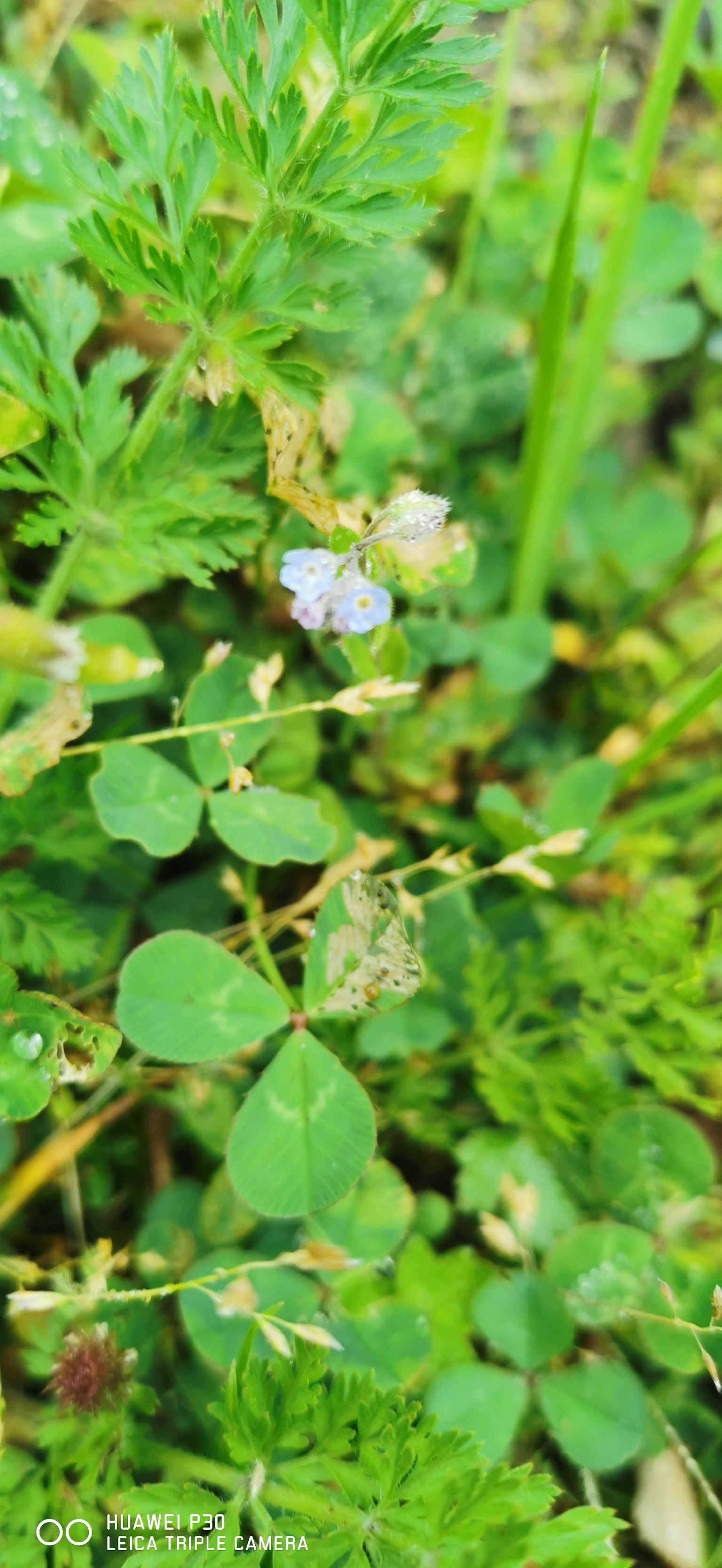 Primo piano di foglie verdi e piccoli fiori bianchi in un'area erbosa