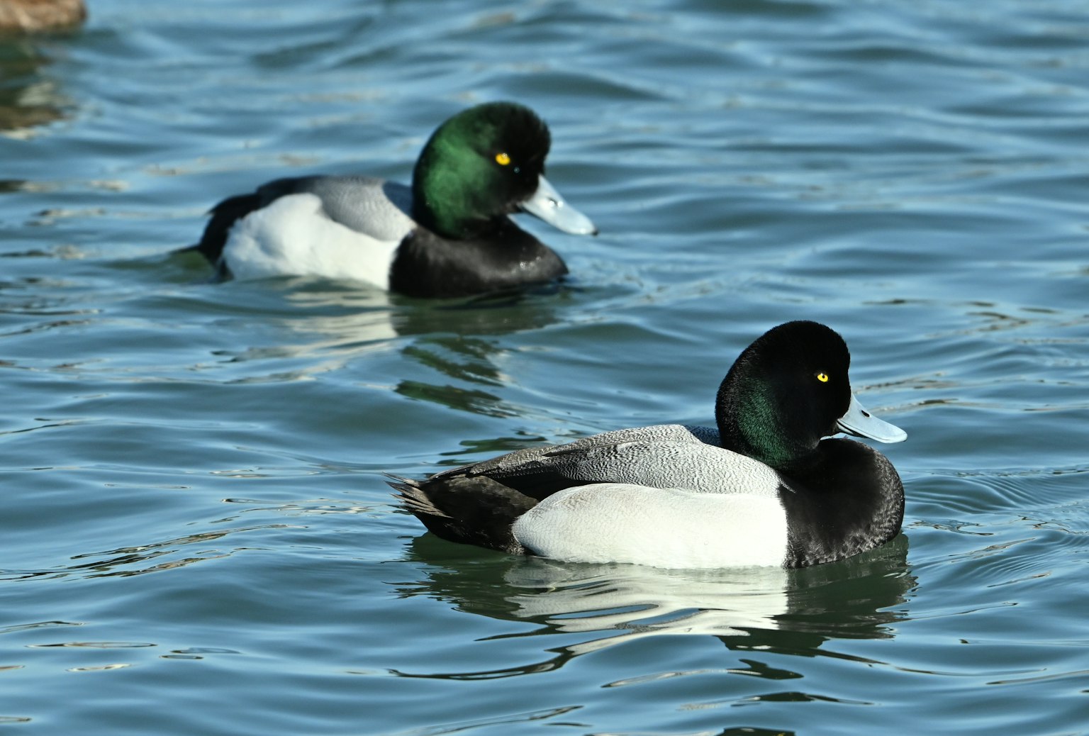 Due anatre maschi che nuotano sull'acqua con teste verdi e corpi neri
