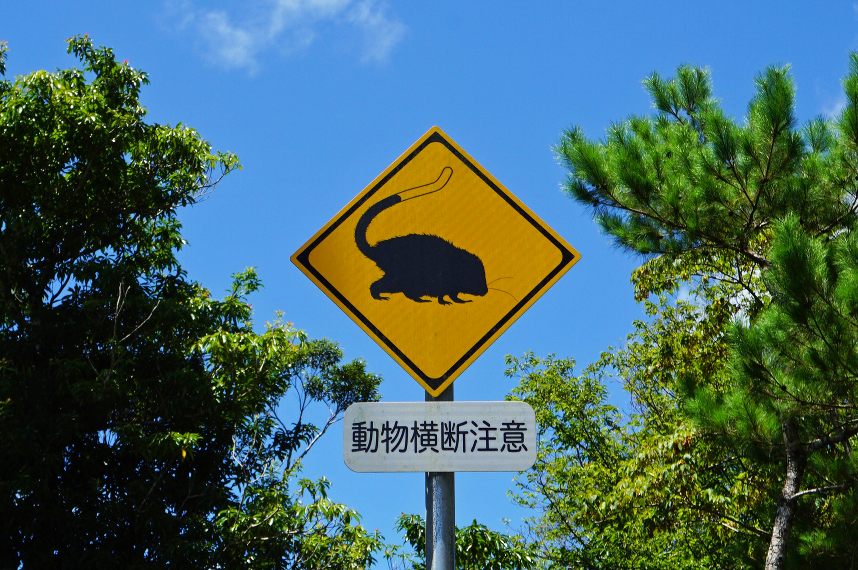 动物横穿警示牌