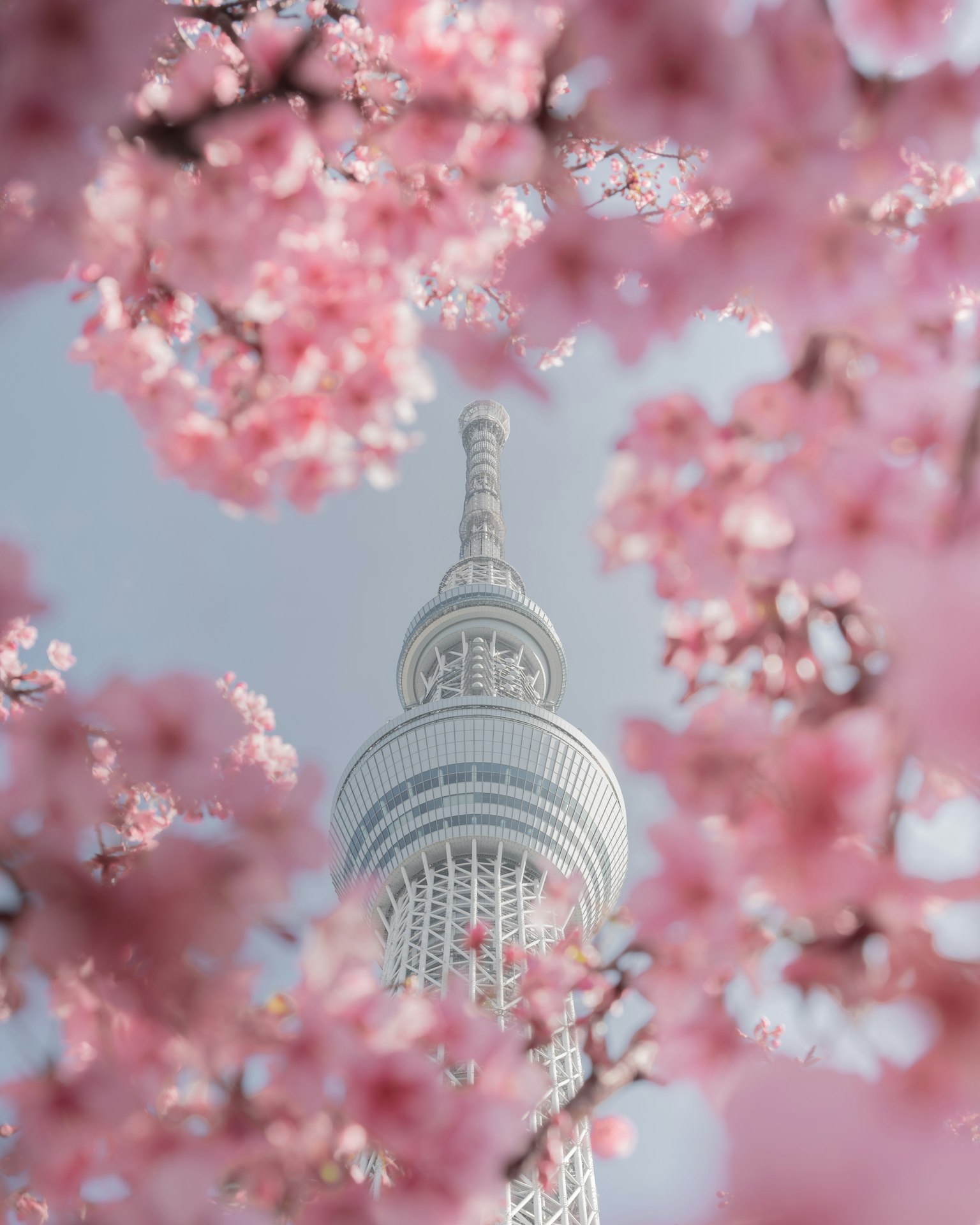 櫻花環繞的東京晴空塔美麗景觀