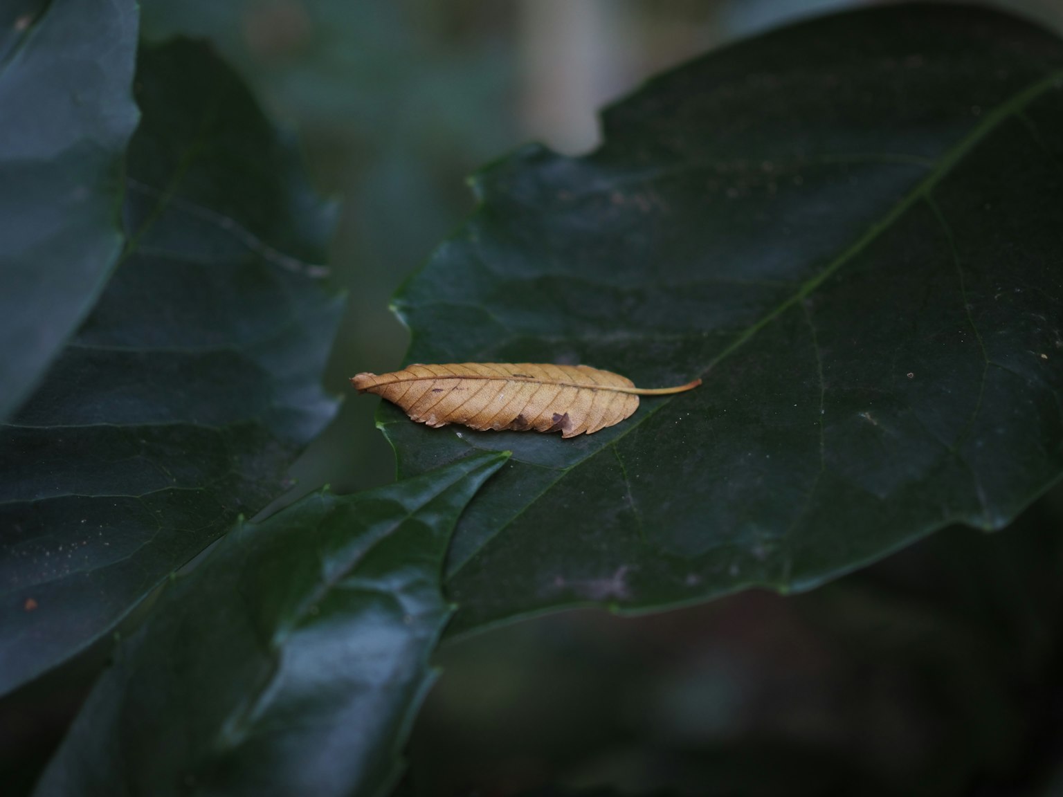 Objek mirip daun berwarna emas di atas daun hijau