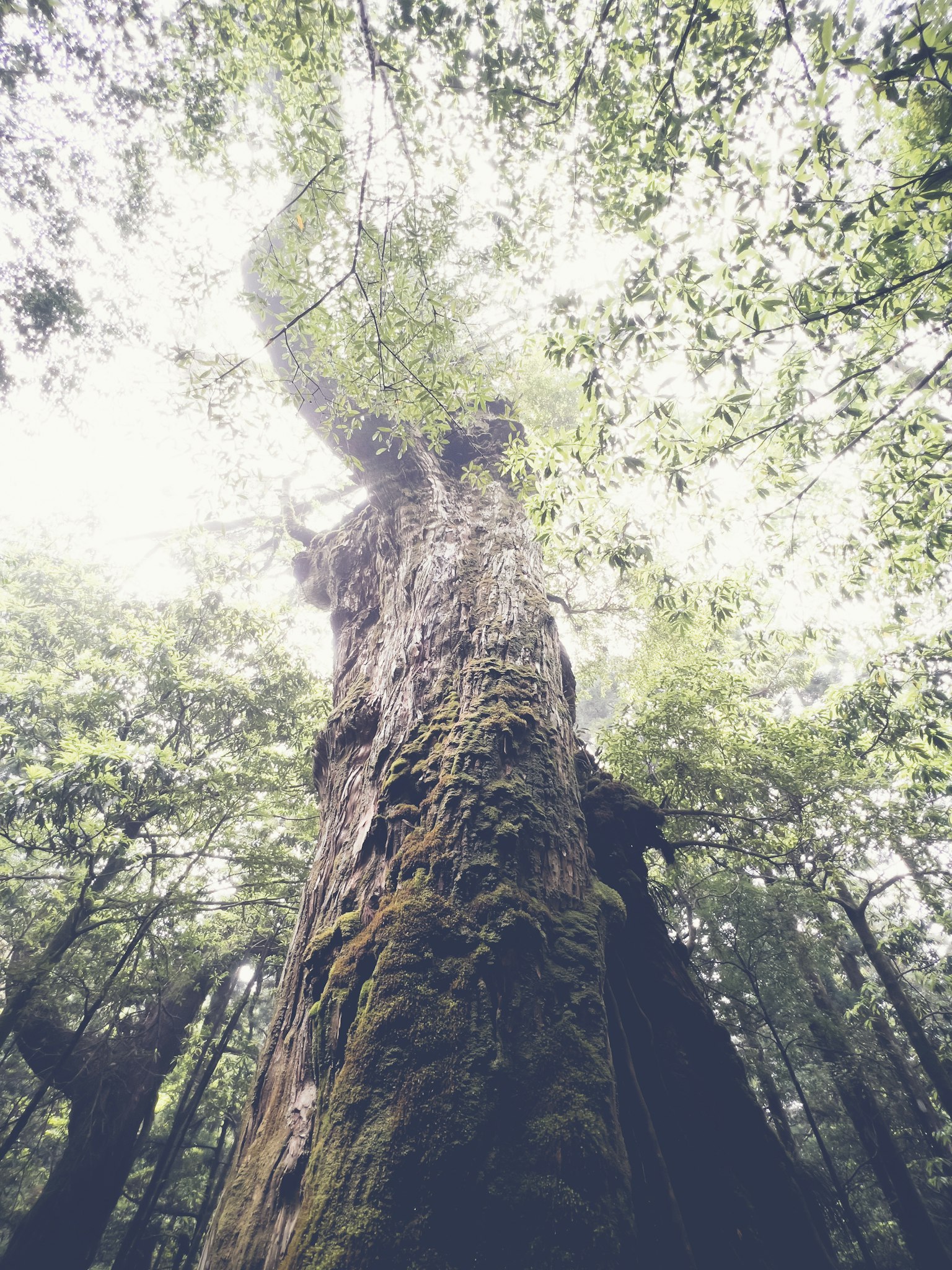 Looking up at a large tree with green leaves and a misty forest atmosphere