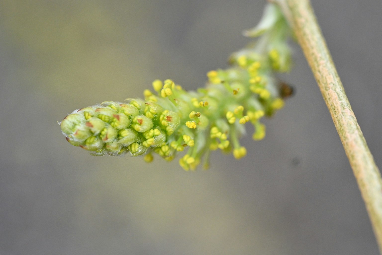 Imagen en primer plano de una espiga verde con pequeñas flores amarillas