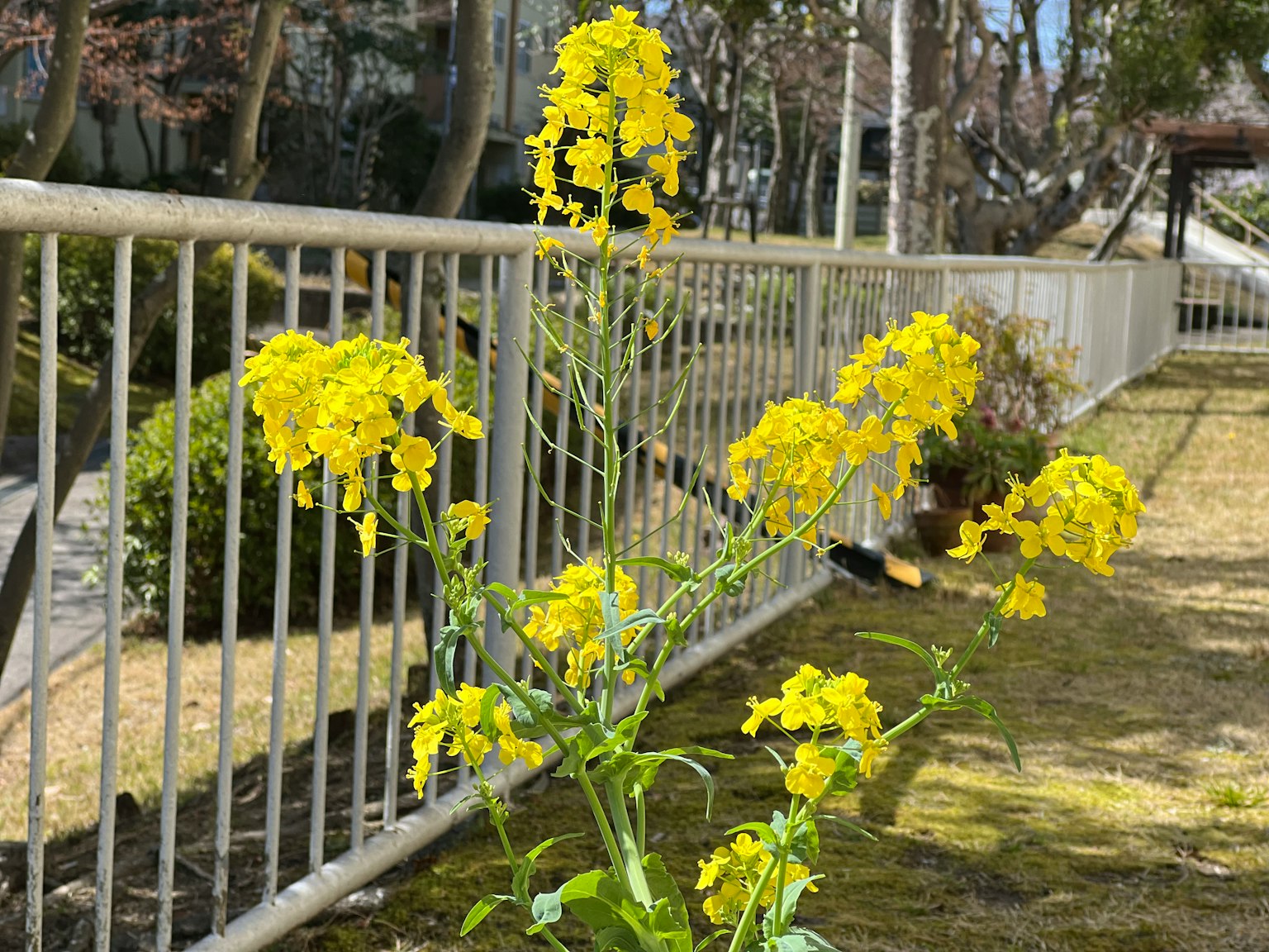 A plant with bright yellow flowers growing near a fence