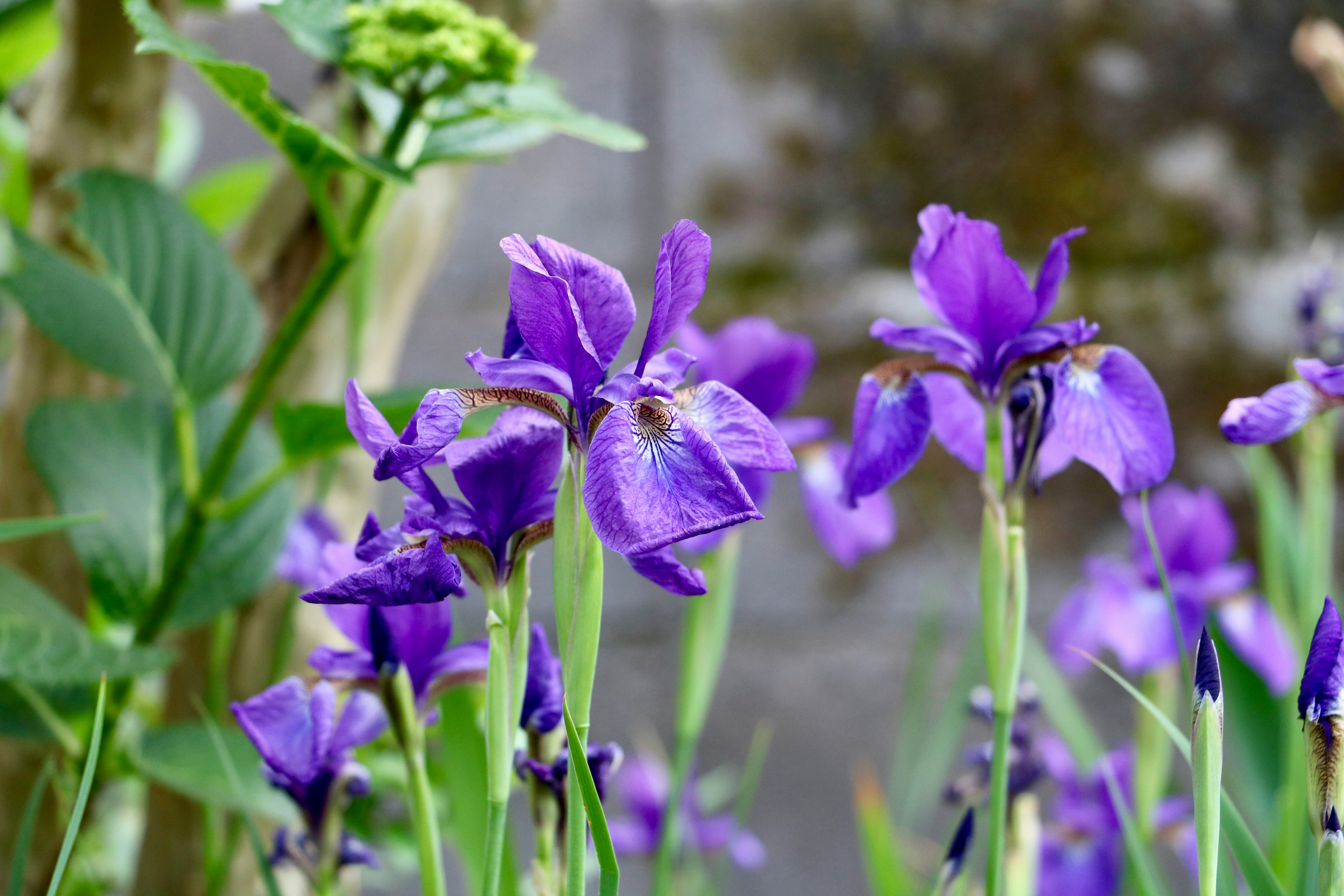 Close-up bunga iris ungu yang sedang mekar