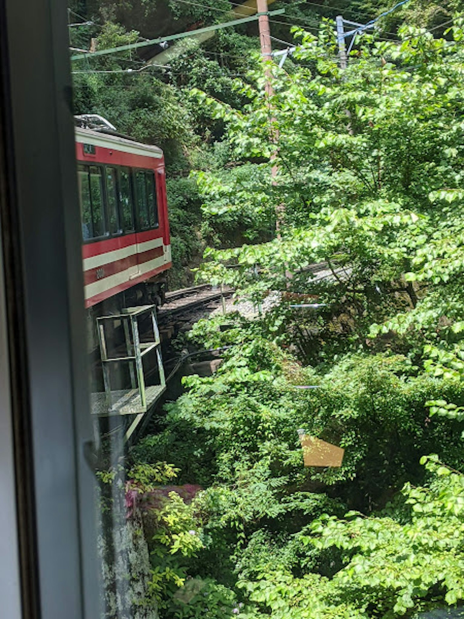 Treno rosso che passa tra alberi verdi lussureggianti