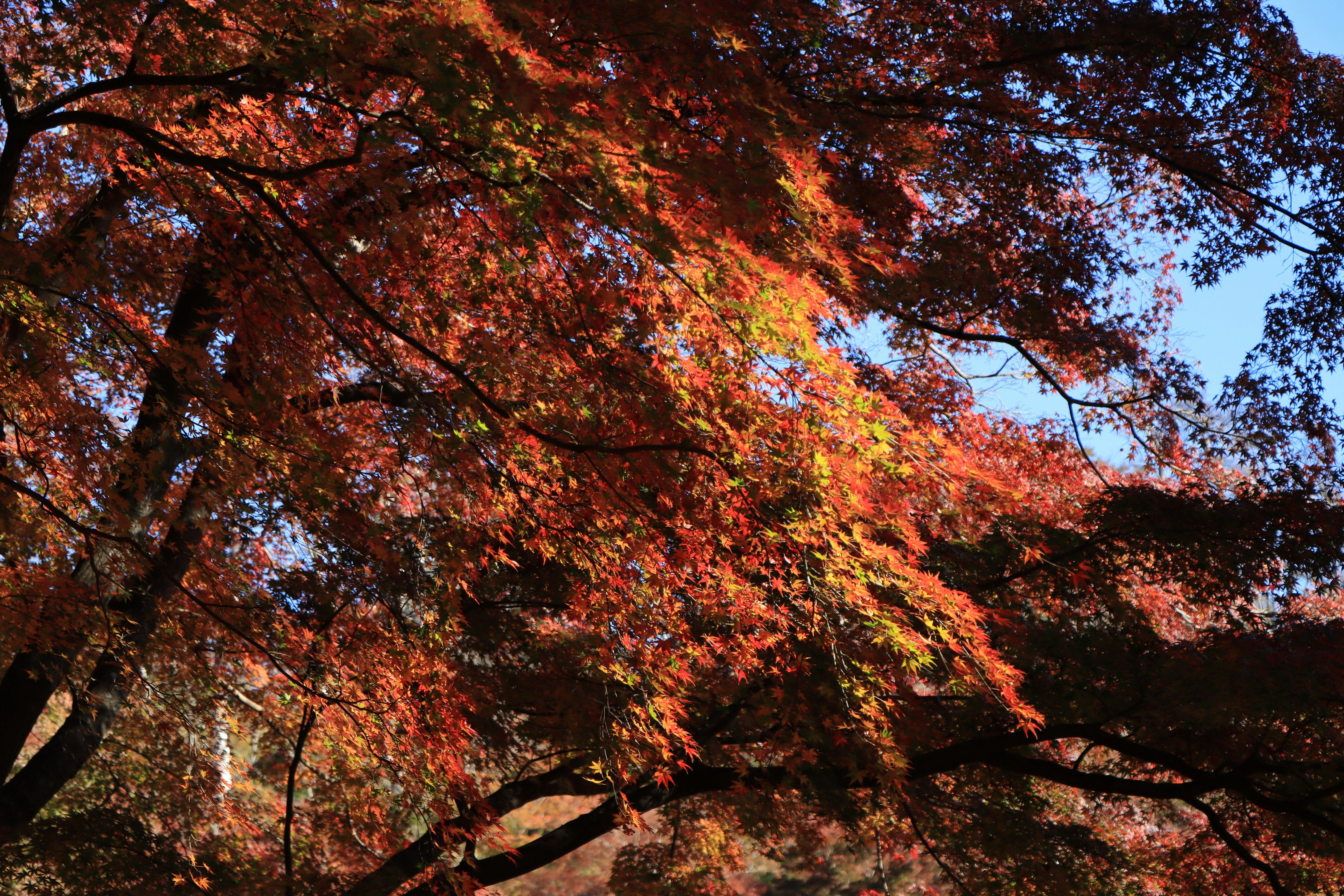 色づく紅葉の並木と枝ぶりの秋景色
