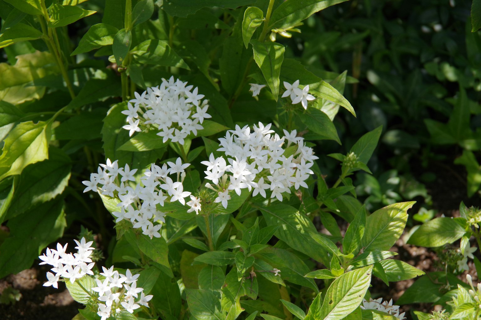 Bündel kleiner weißer Blumen umgeben von grünen Blättern