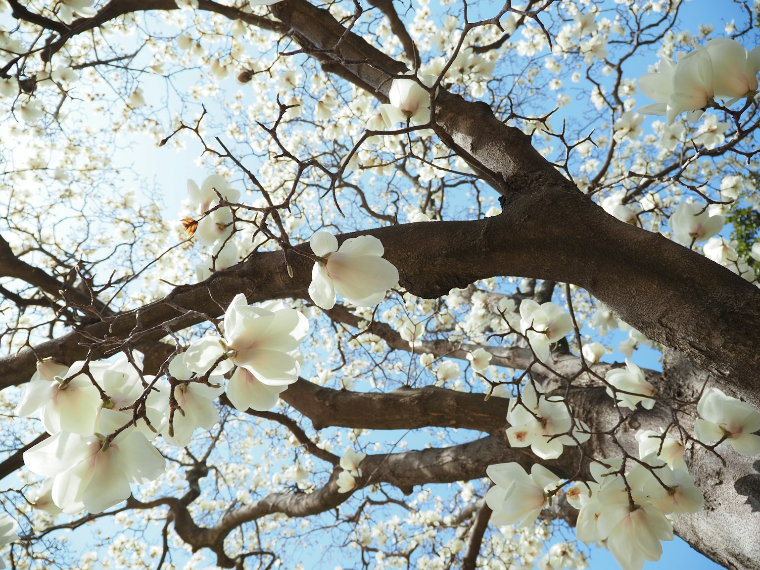 Äste eines Baumes geschmückt mit weißen Blumen vor einem blauen Himmel