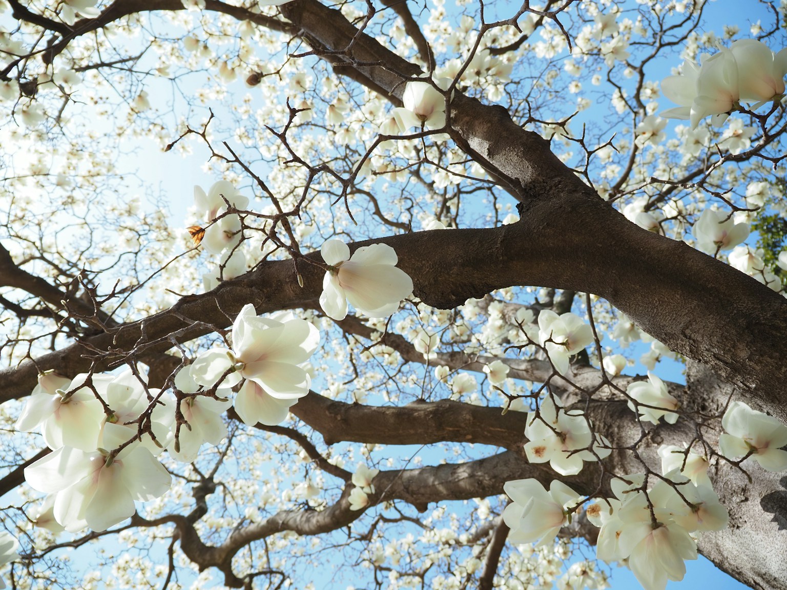 Rami di un albero adornati di fiori bianchi contro un cielo blu