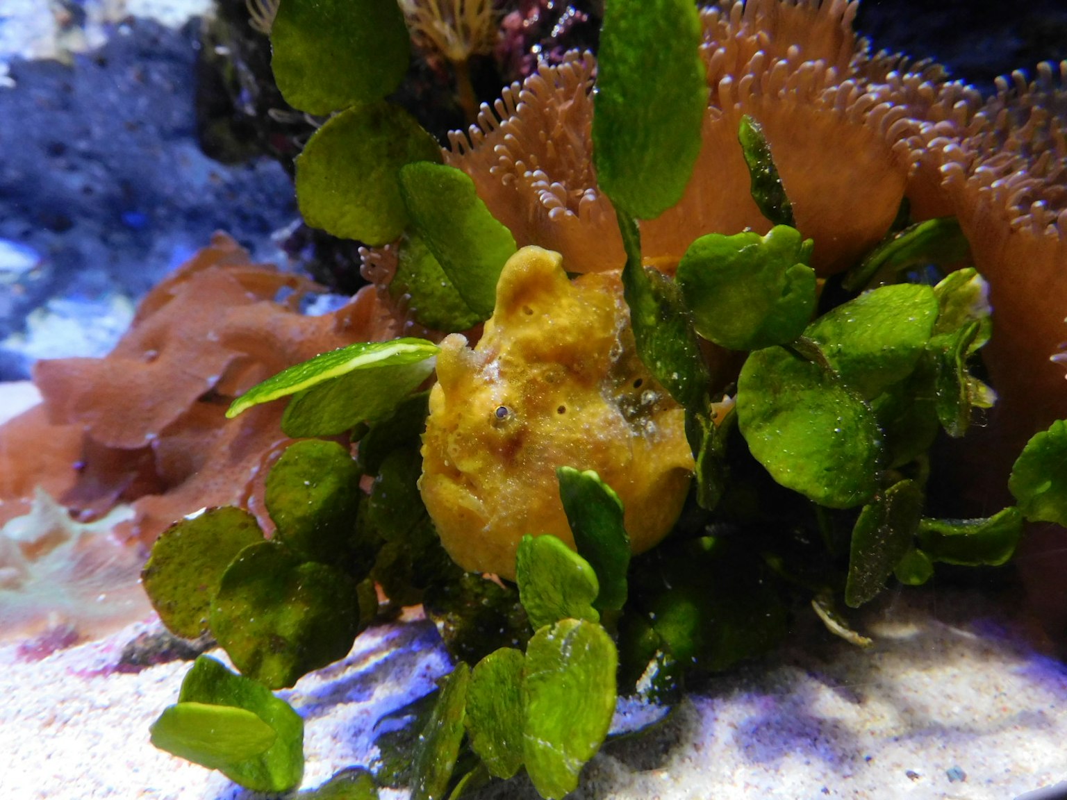 Image featuring a yellow marine creature surrounded by green seaweed
