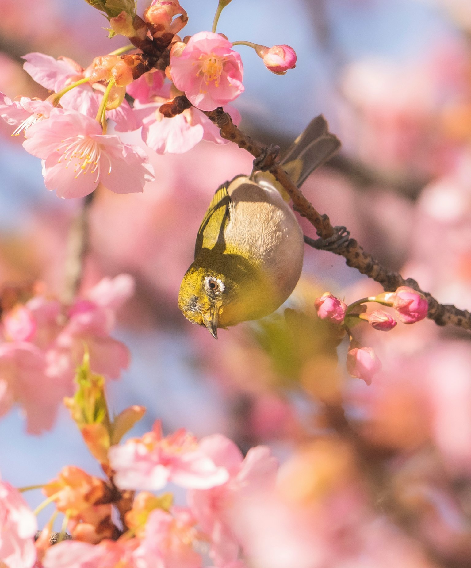 Un pequeño pájaro colgado boca abajo entre flores de cerezo