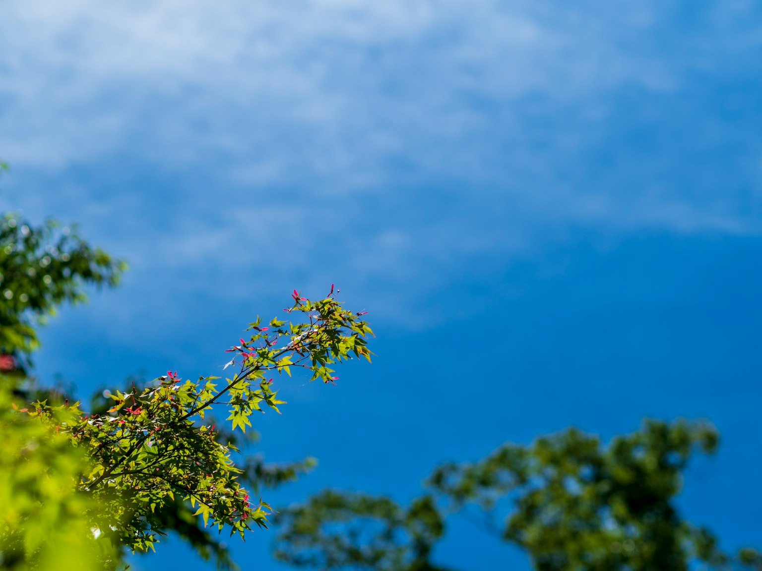 Paisaje natural con cielo azul y hojas verdes
