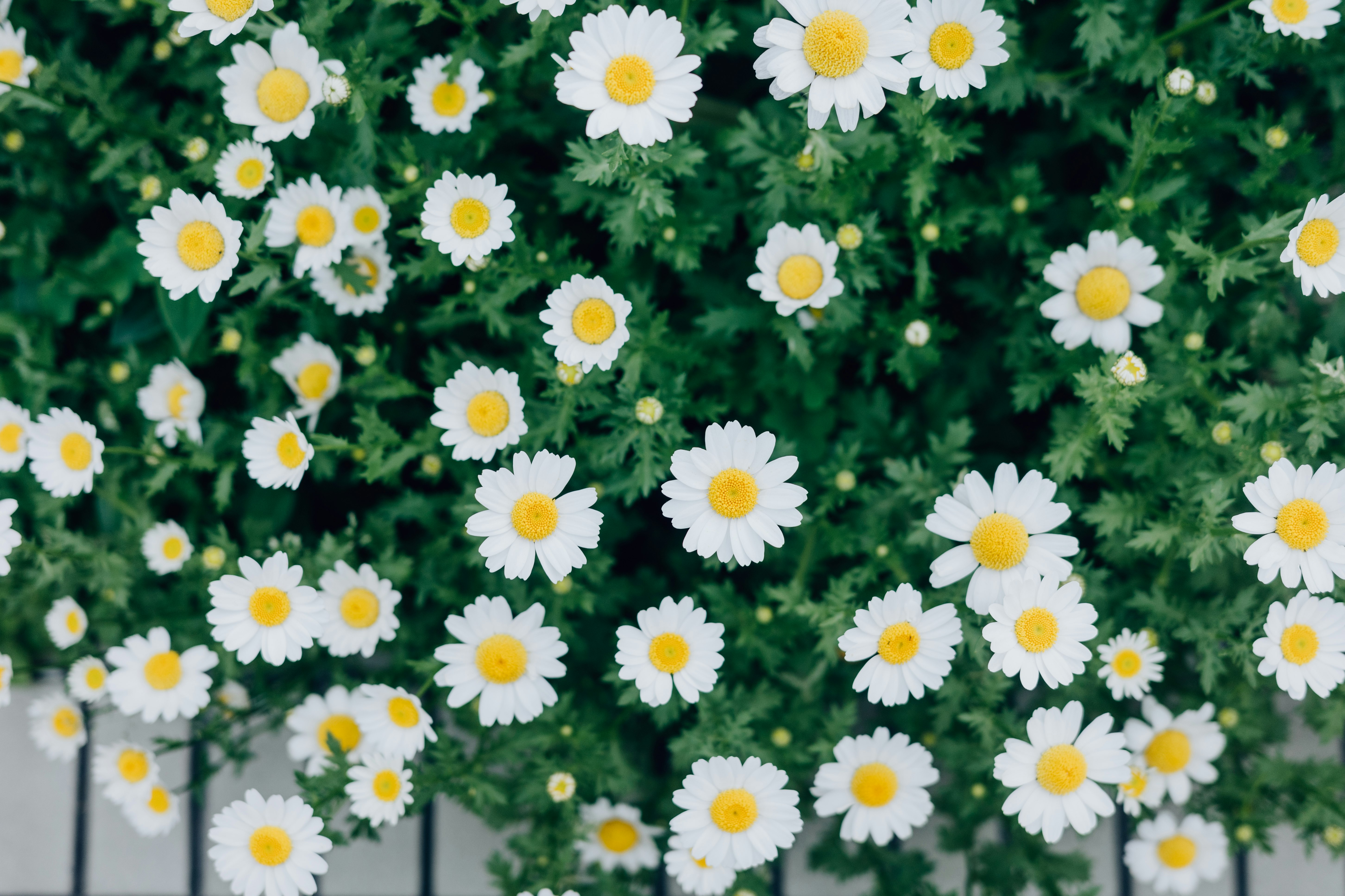 blühende weiße Margeriten im Blumenbeet