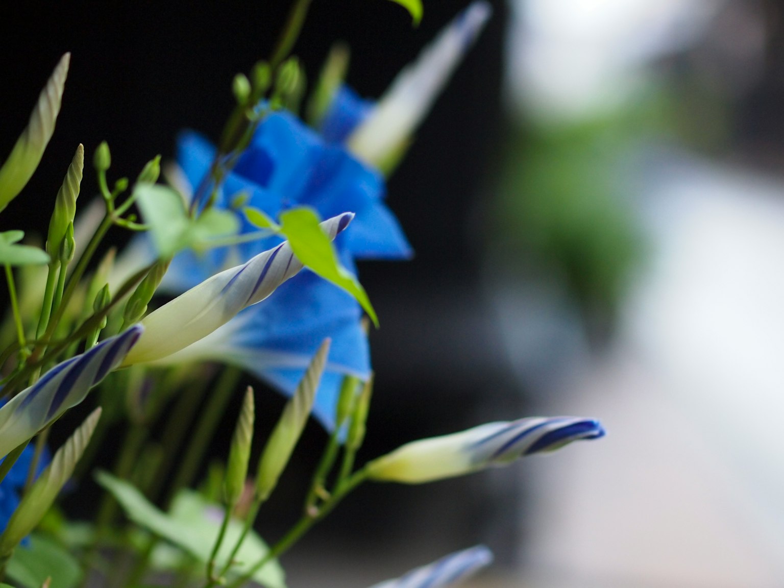 青い花と緑の葉が寄り添っている柔らかな背景