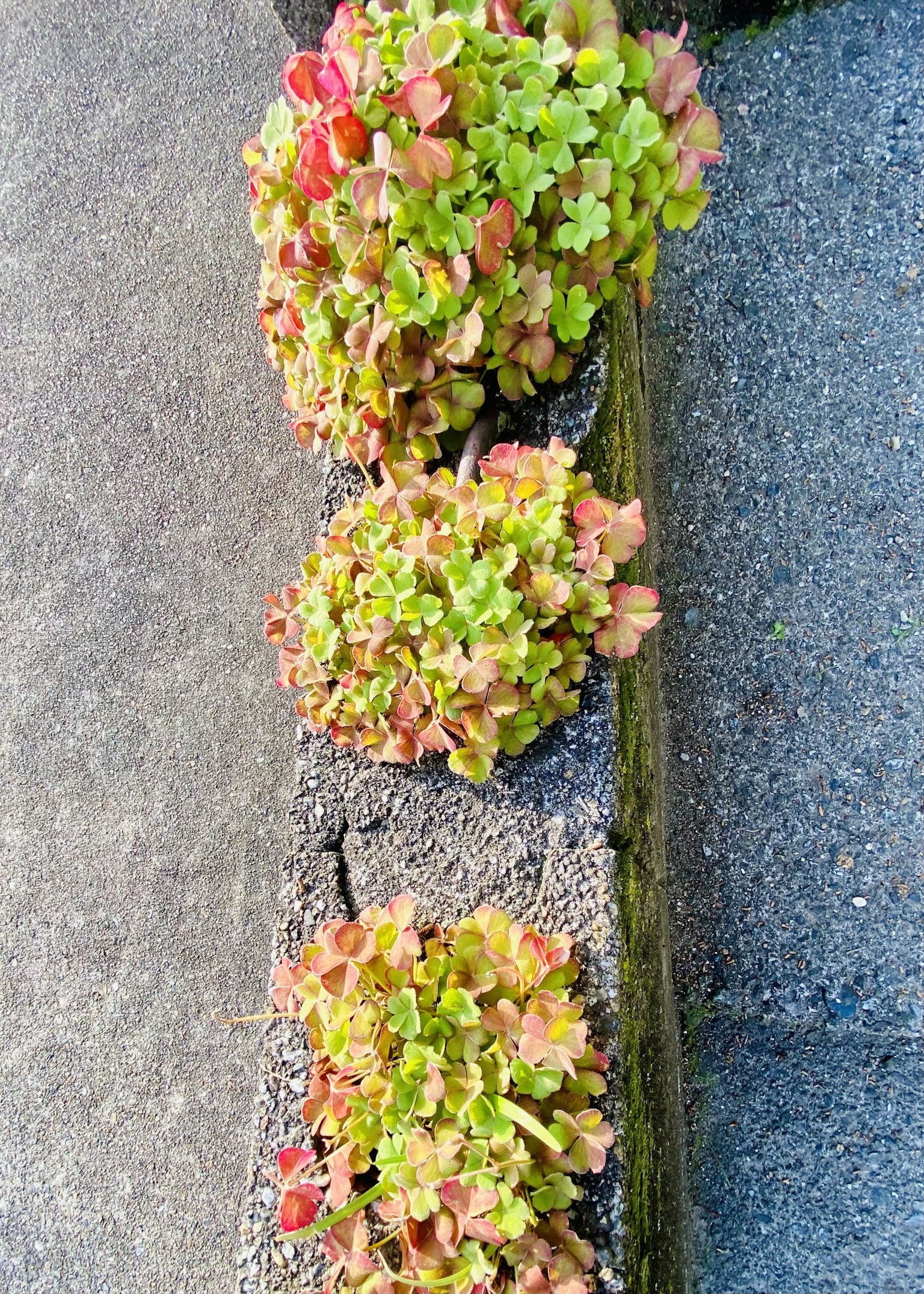 一排绿叶和红叶的多肉植物