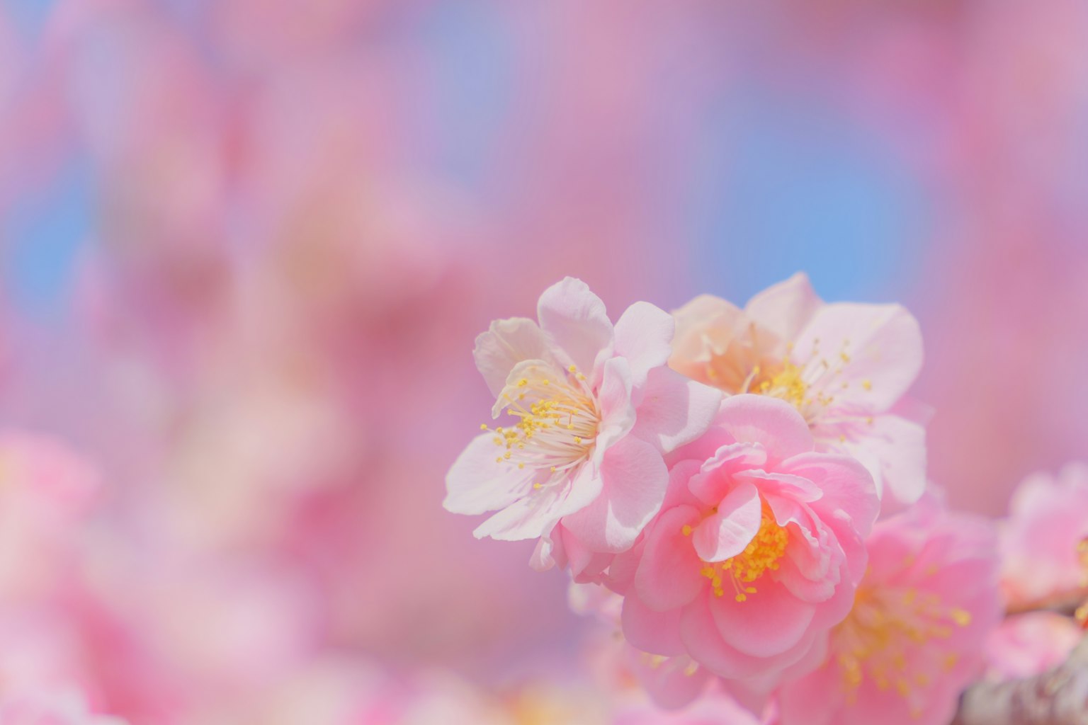 Bellissimo primo piano di fiori di ciliegio rosa con uno sfondo sfocato morbido