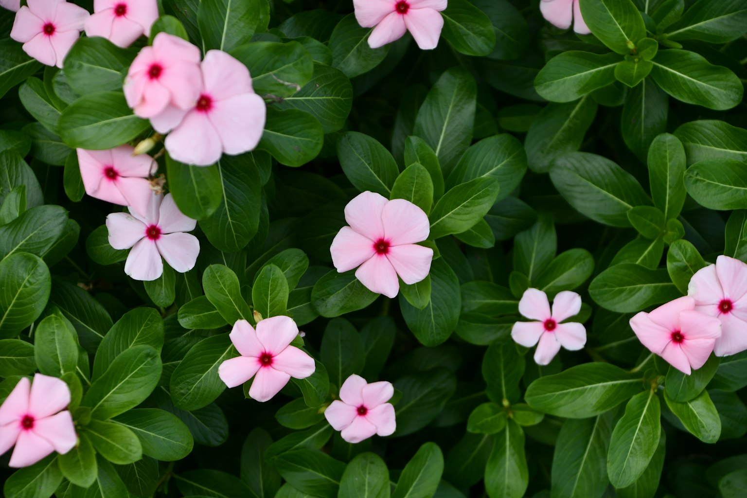 Zarte rosa Blumen blühen zwischen grünen Blättern