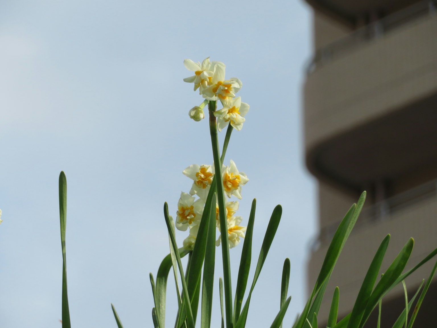 Close-up photo of a plant with yellow flowers