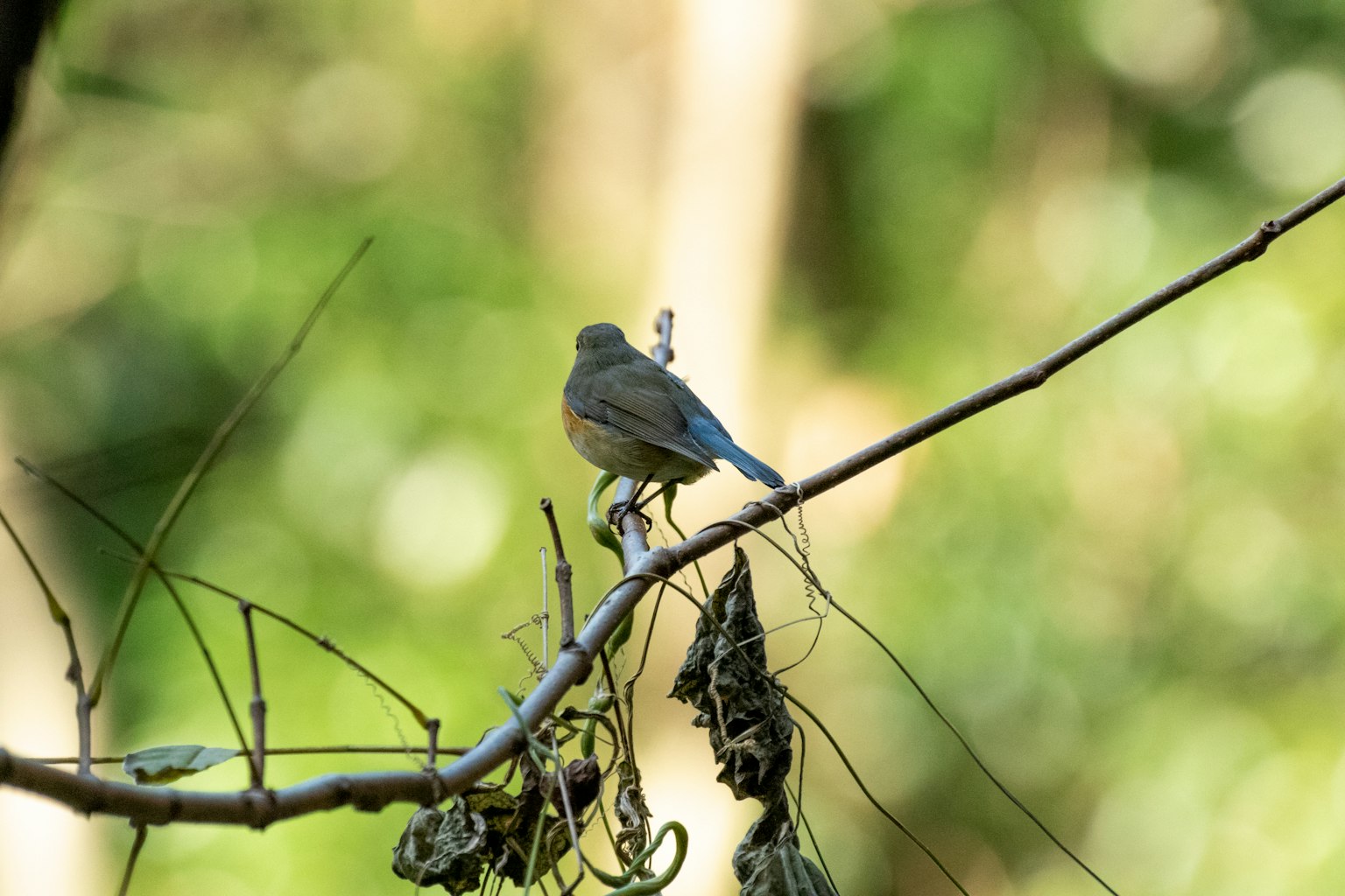 A small bird with a blue tail perched on a branch