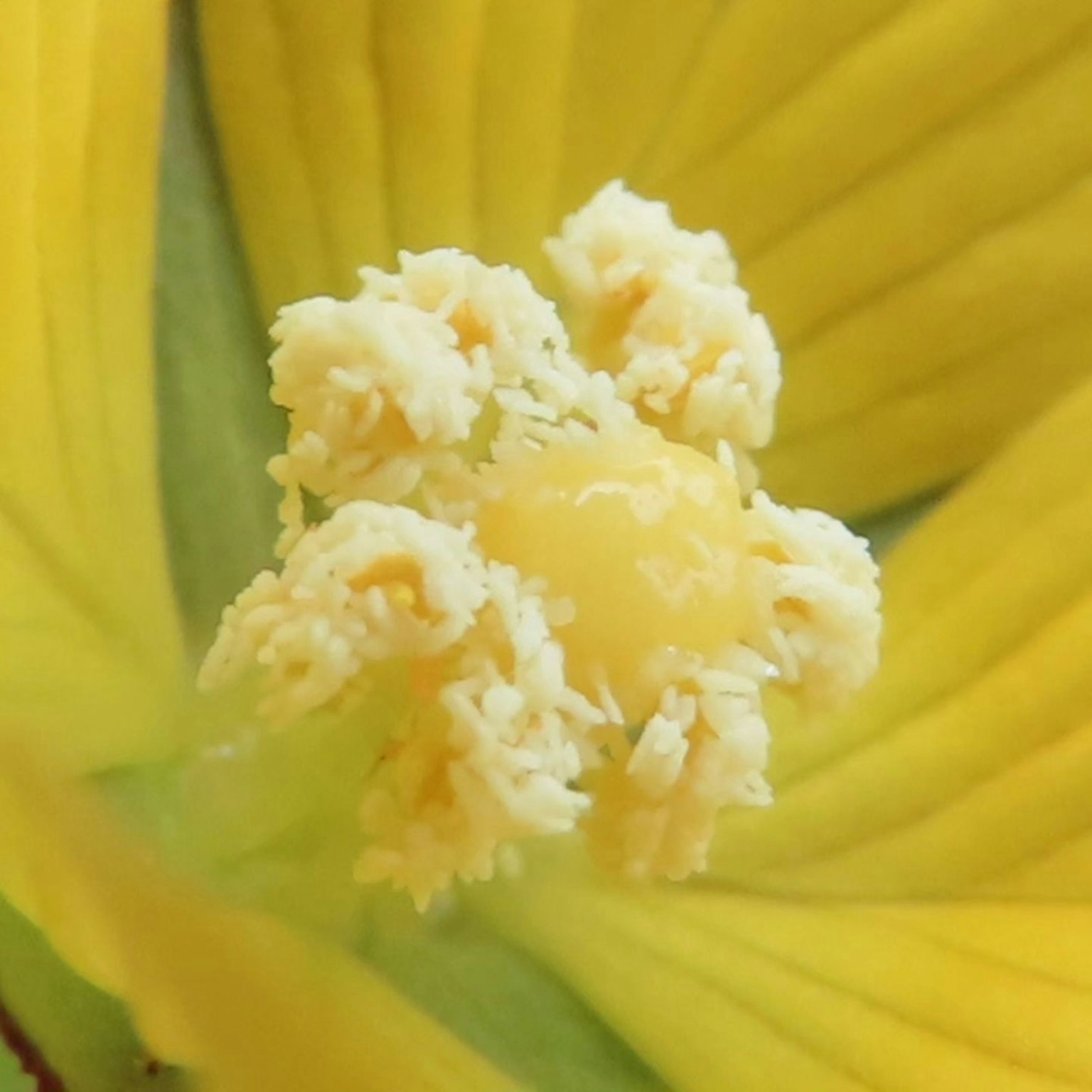 Primer plano de los estambres y el pistilo de una flor amarilla