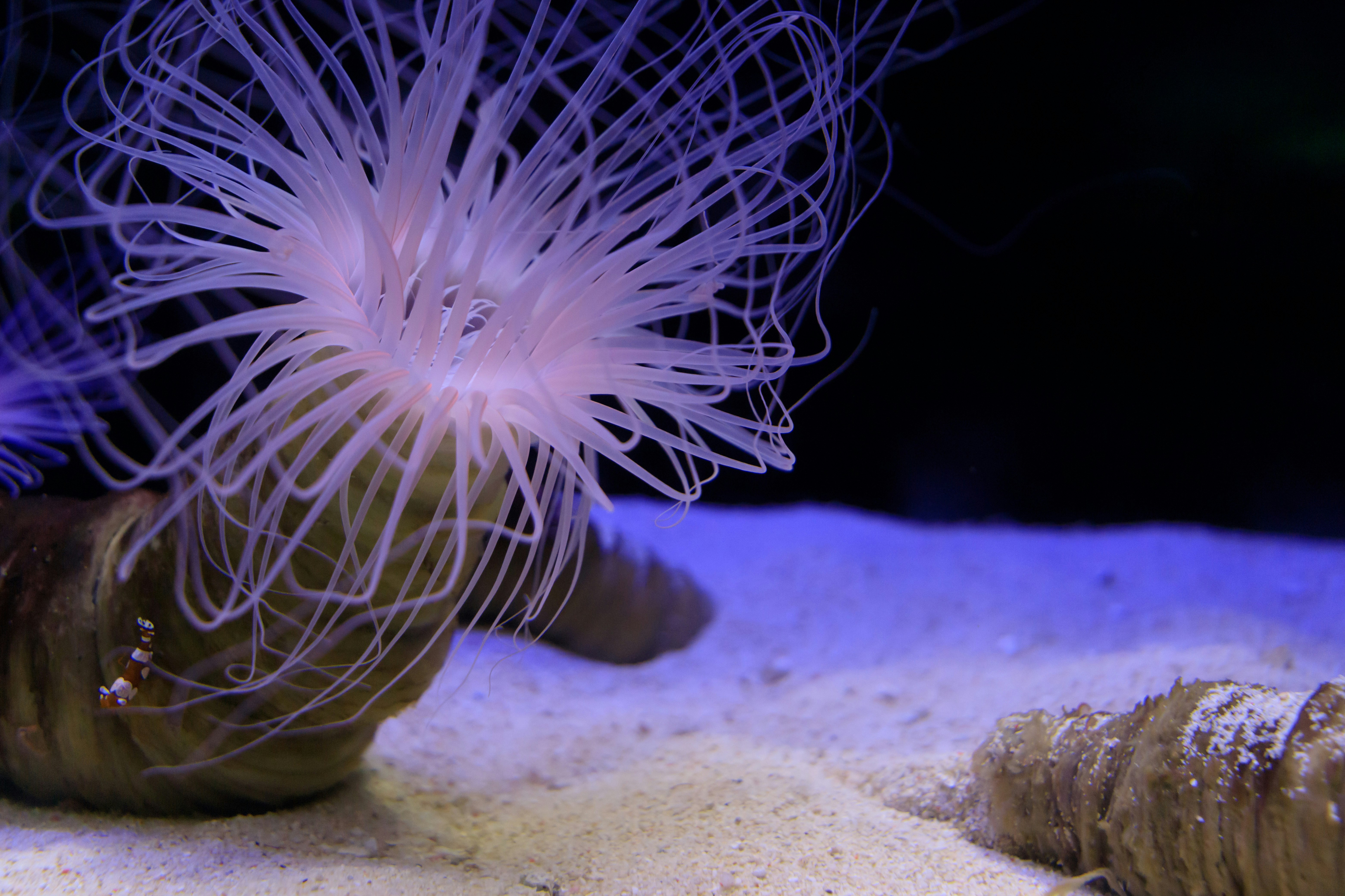 A translucent jellyfish floating in blue water