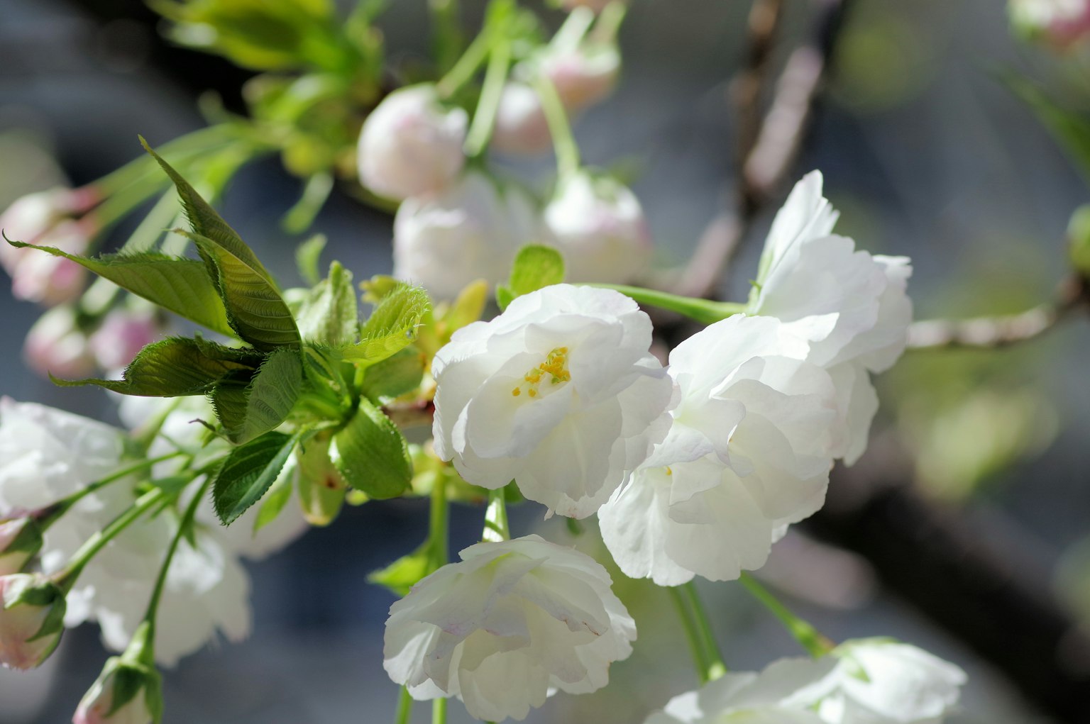 Gros plan de fleurs de cerisier blanches avec des feuilles vertes au printemps