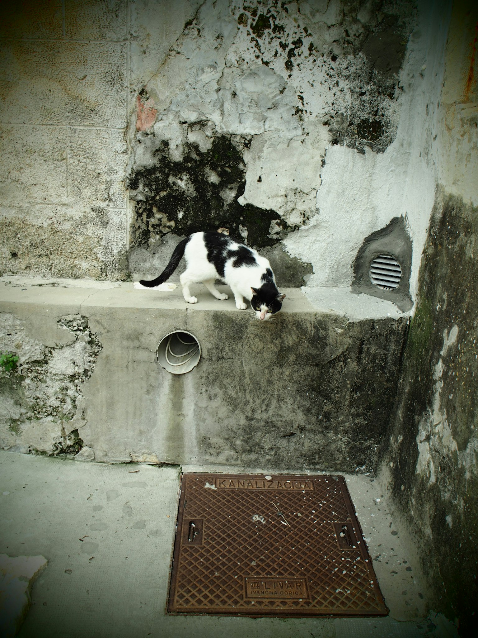 Black and white cat sniffing around a concrete wall
