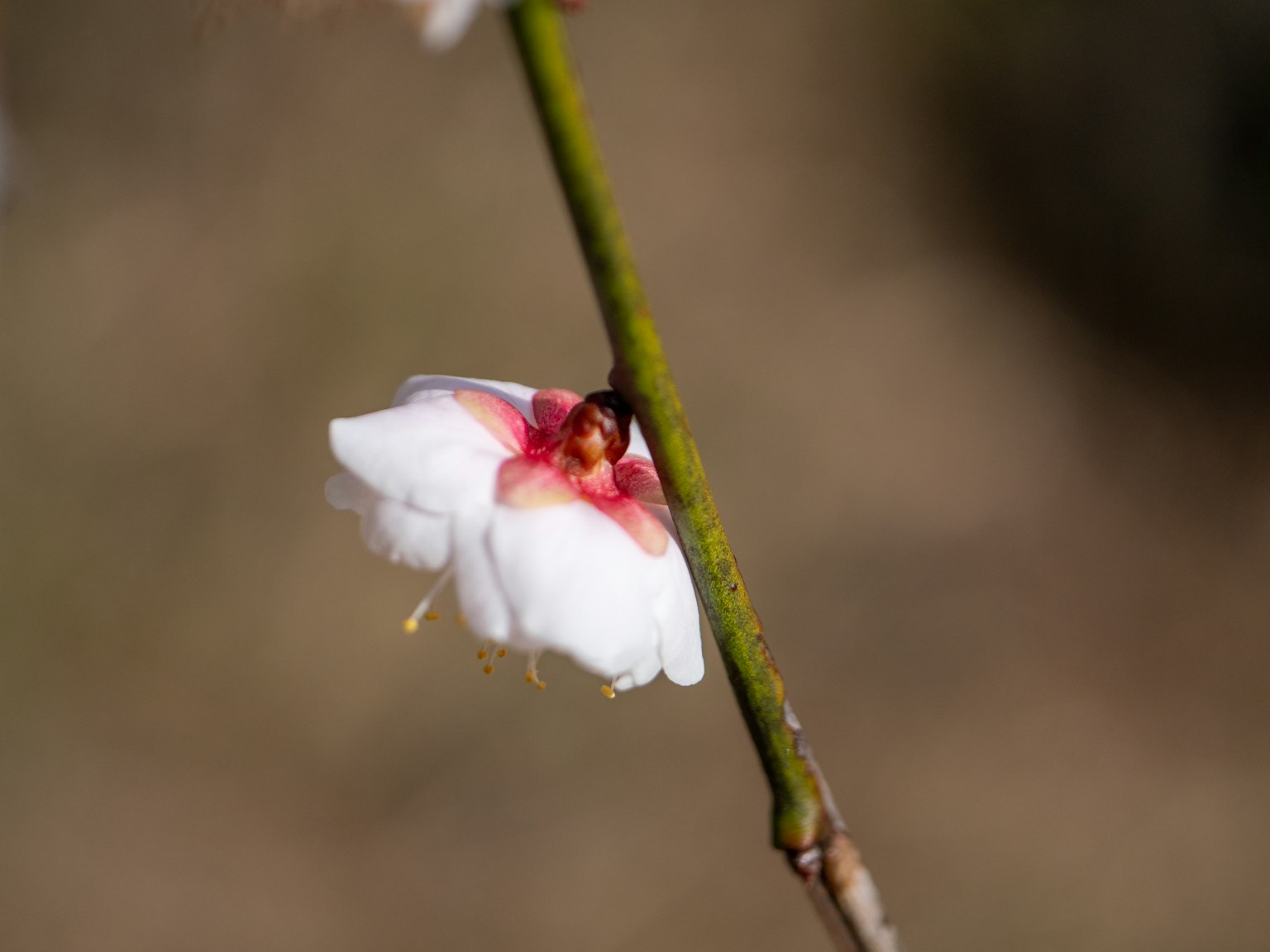 特写一朵白色花瓣和红色中心的花