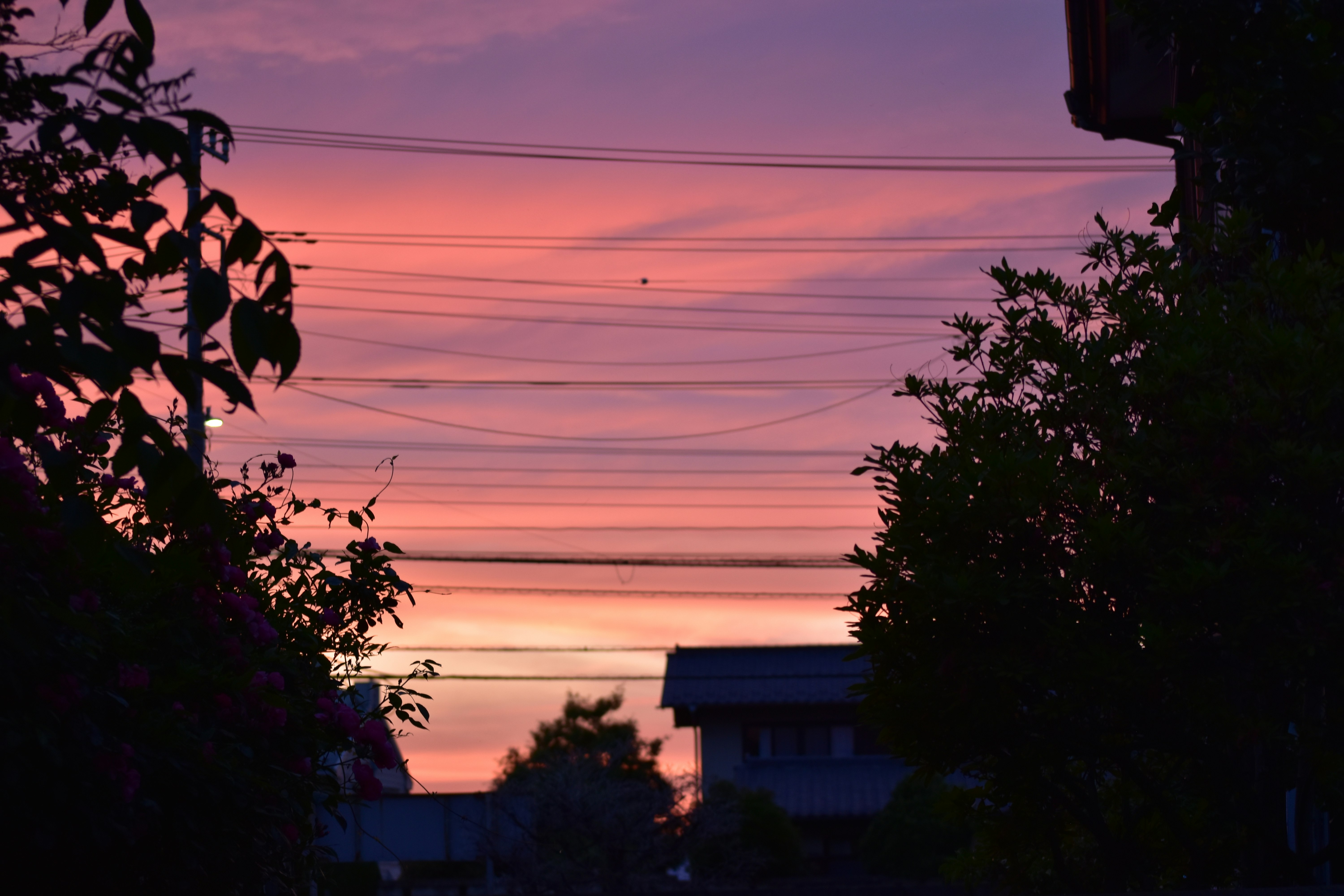 夕焼けの空を見上げる木々のシルエットのある住宅街の路地