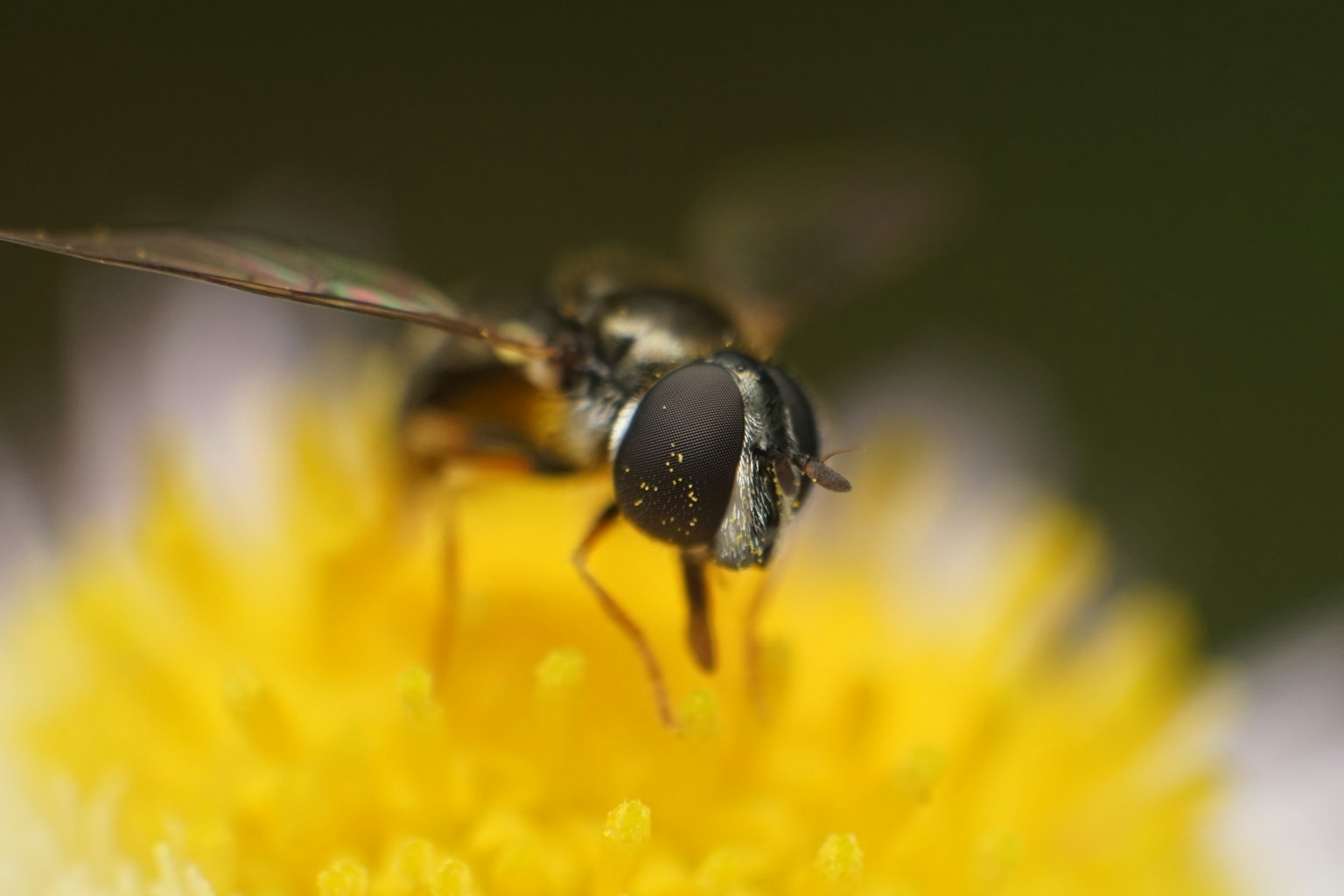 Gambar close-up seekor lebah di atas bunga kuning