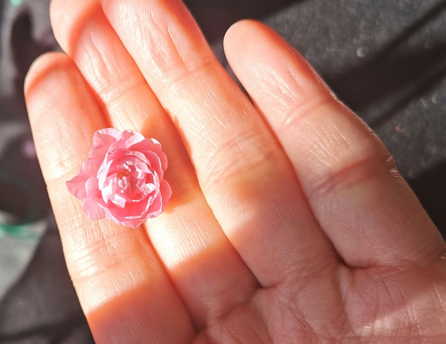 Sebuah bunga mawar kecil berwarna pink di telapak tangan terbuka