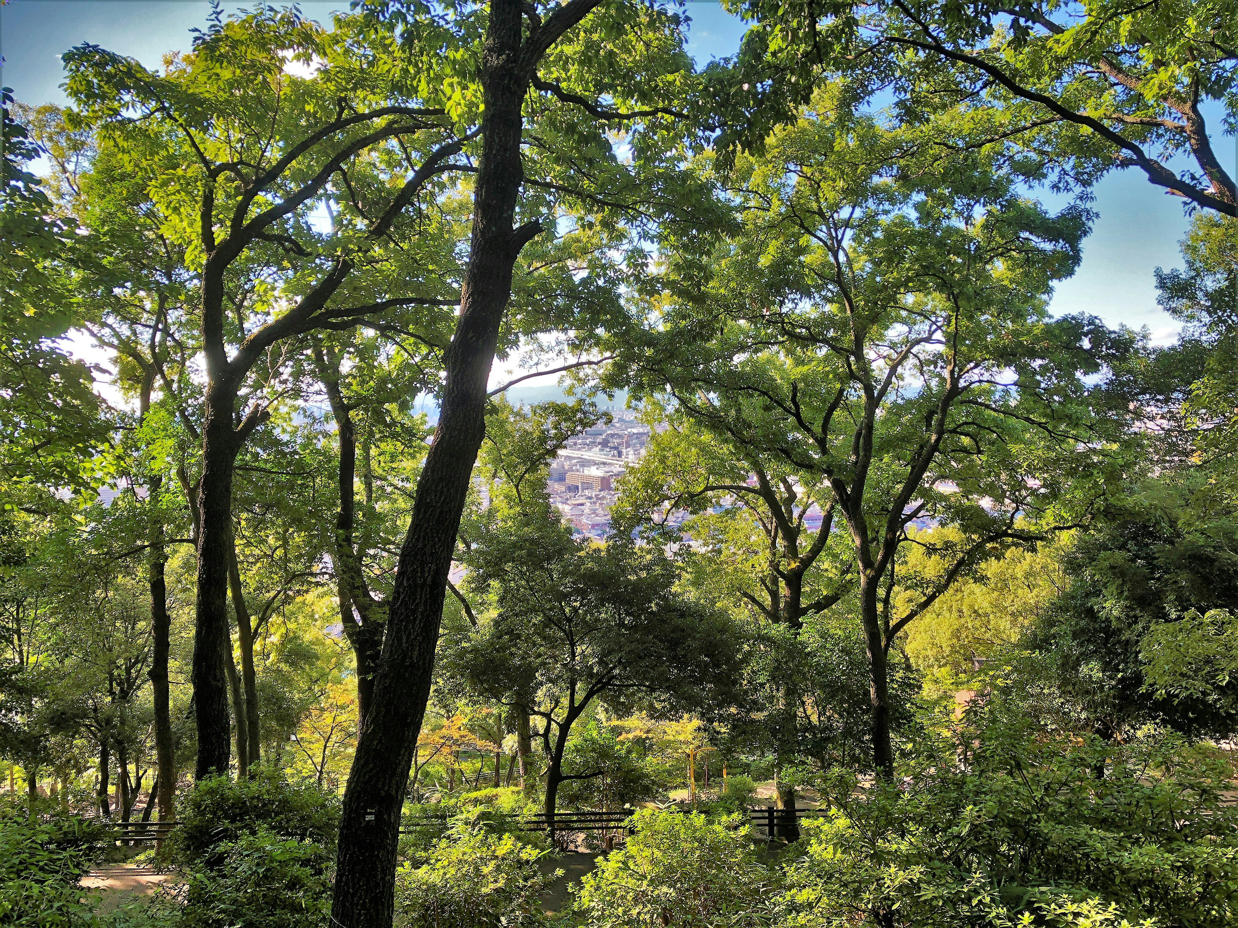 sentiero nel bosco illuminato dal sole circondato da alberi verdi