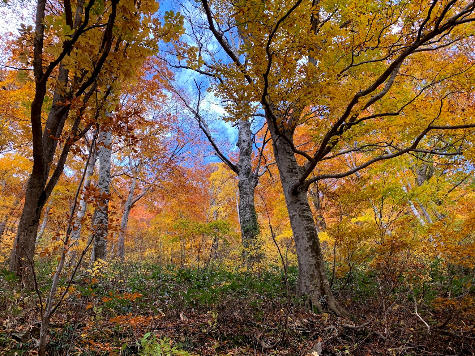 Escena de bosque en otoño con árboles coloridos y cielo azul