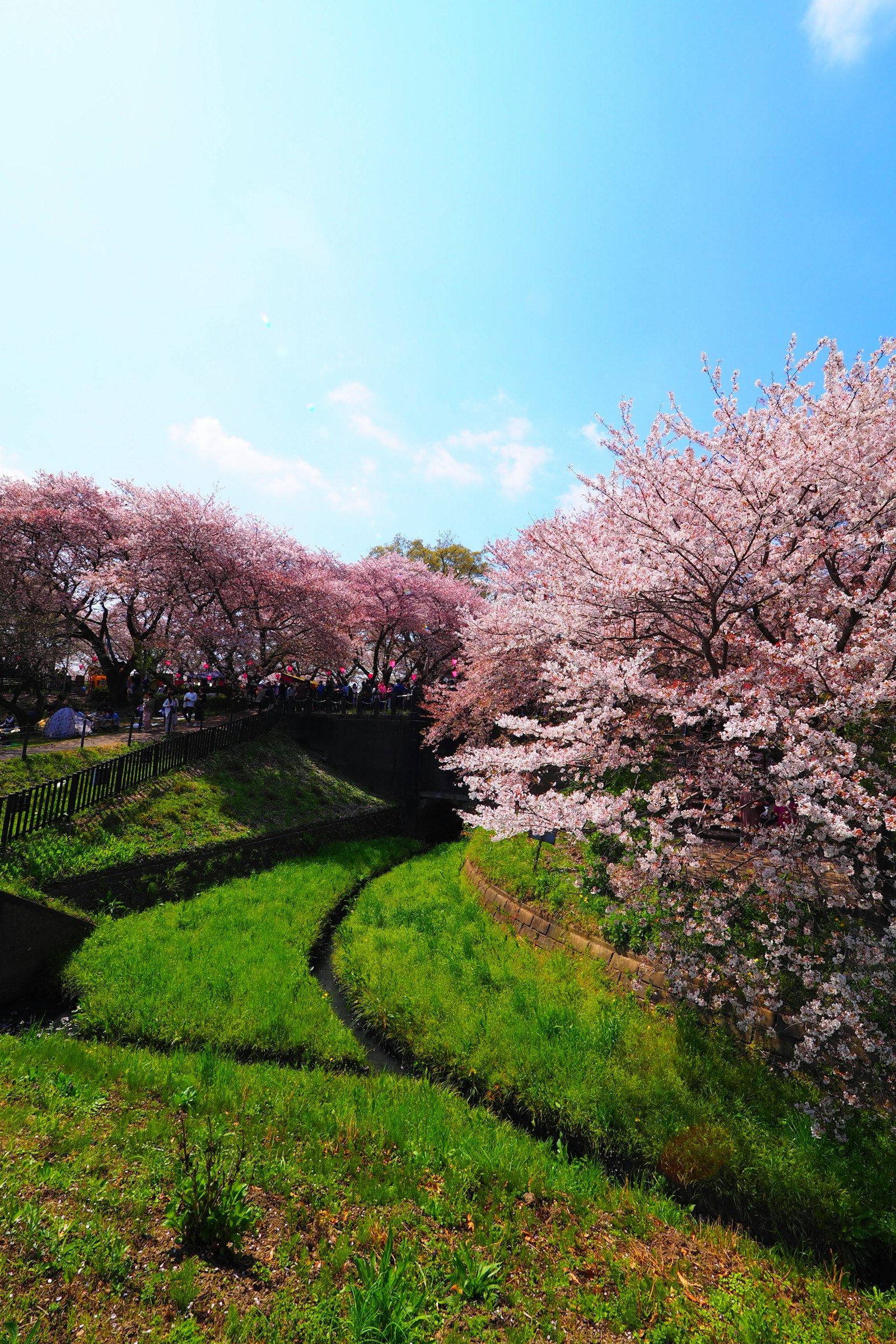 Pemandangan pohon sakura mekar di atas bukit hijau
