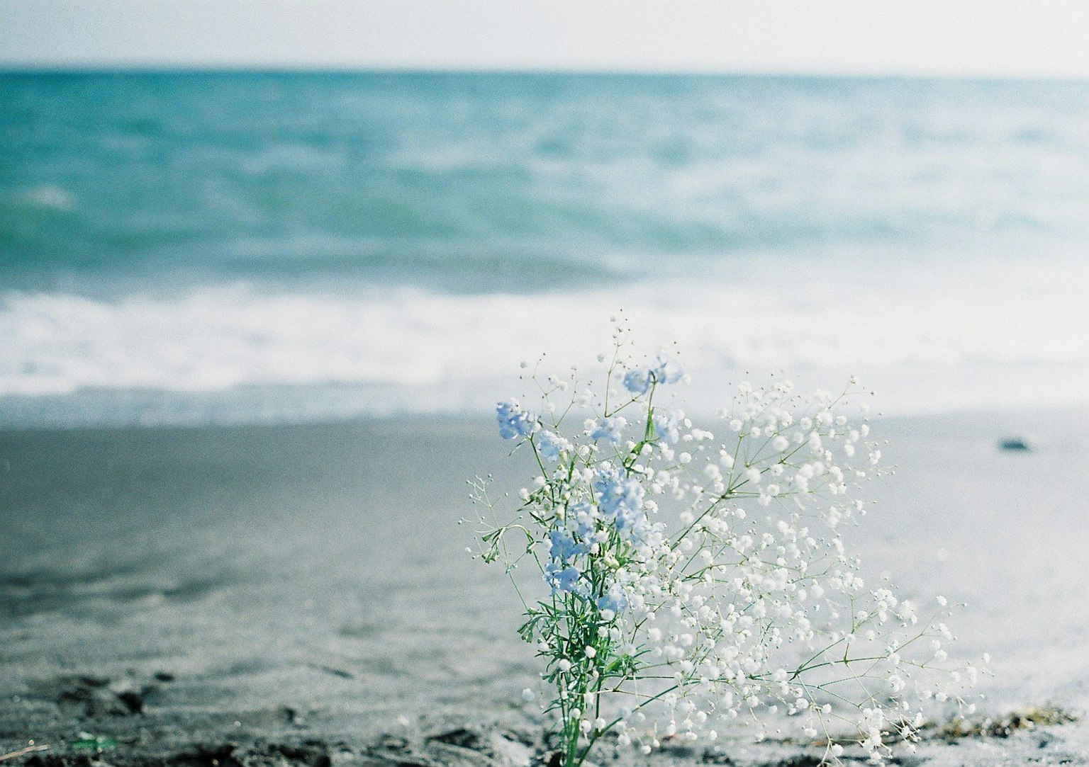 Fleurs bleues au bord de l'océan avec des vagues