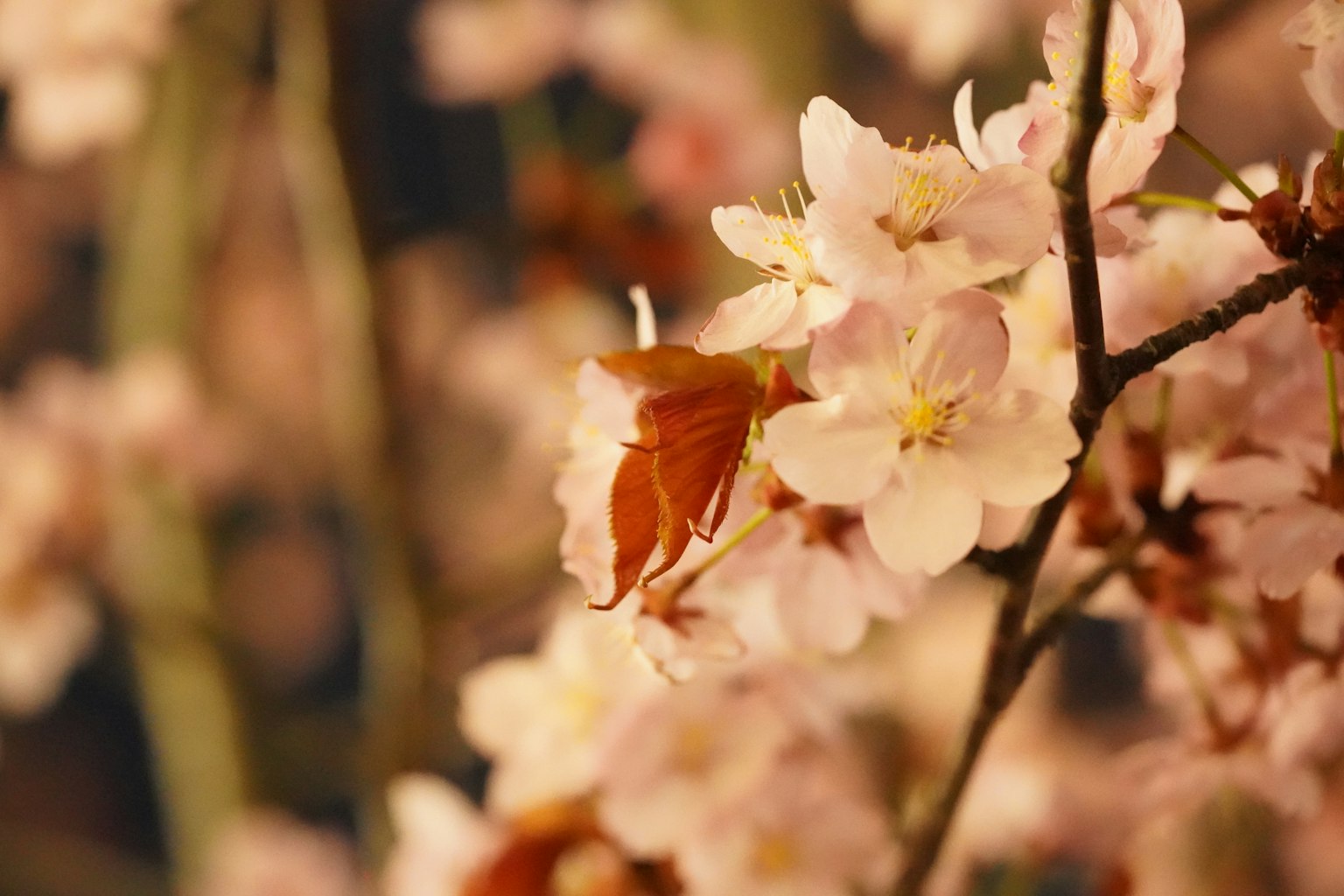 Primer plano de flores de cerezo con una mariposa posándose en un pétalo flores rosas delicadas