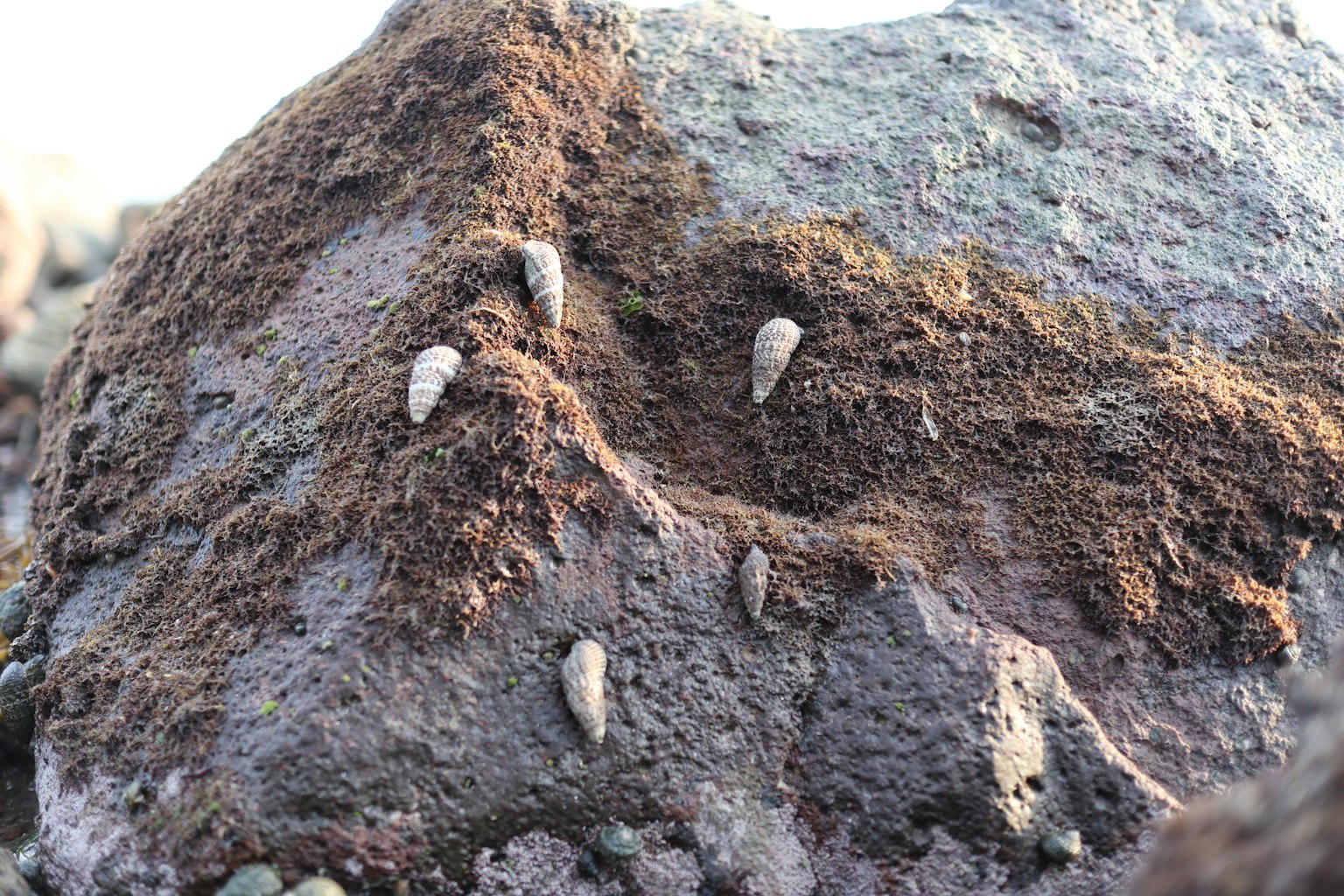 Conchiglie e alghe attaccate a una superficie rocciosa