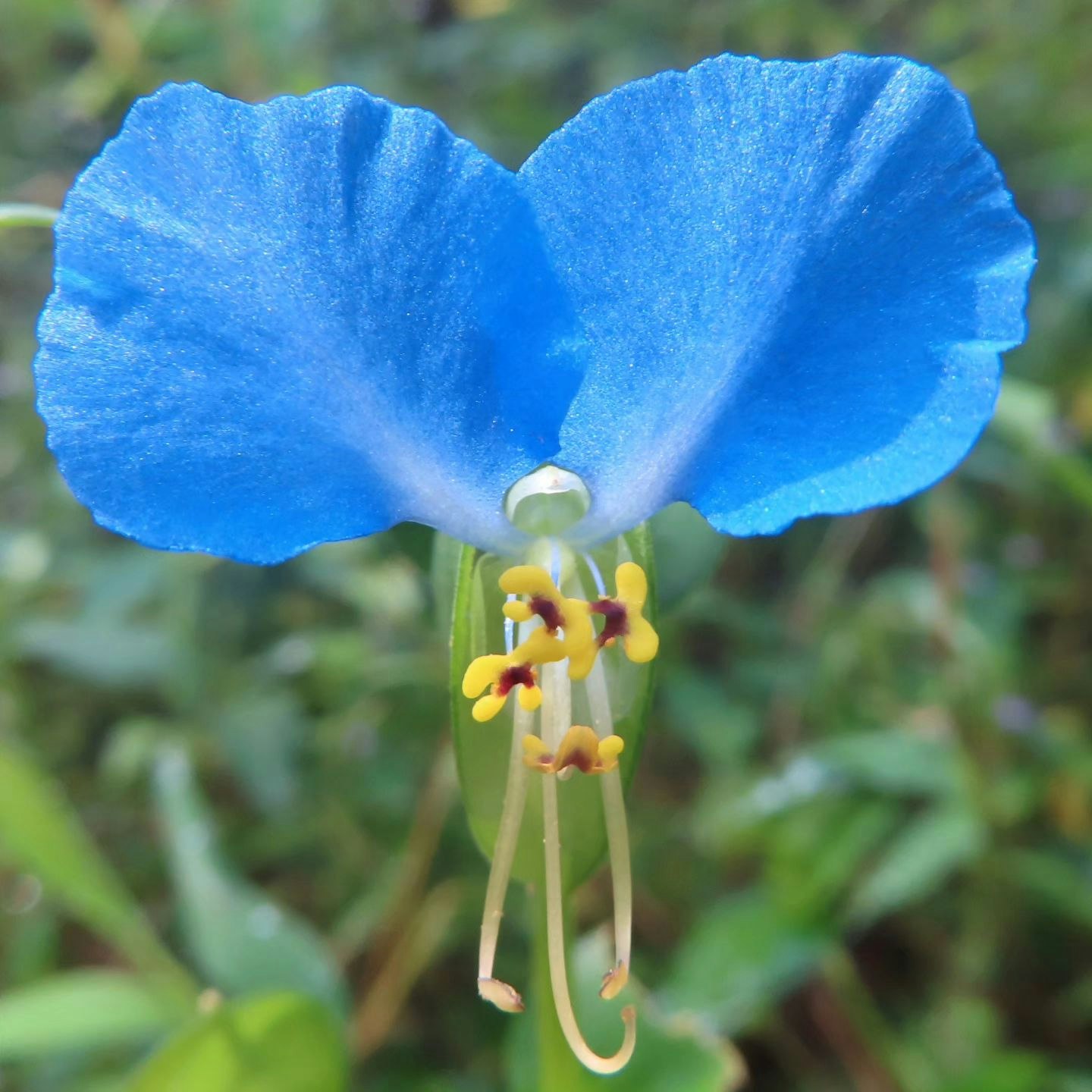 青い花びらの花と蕊のクローズアップ