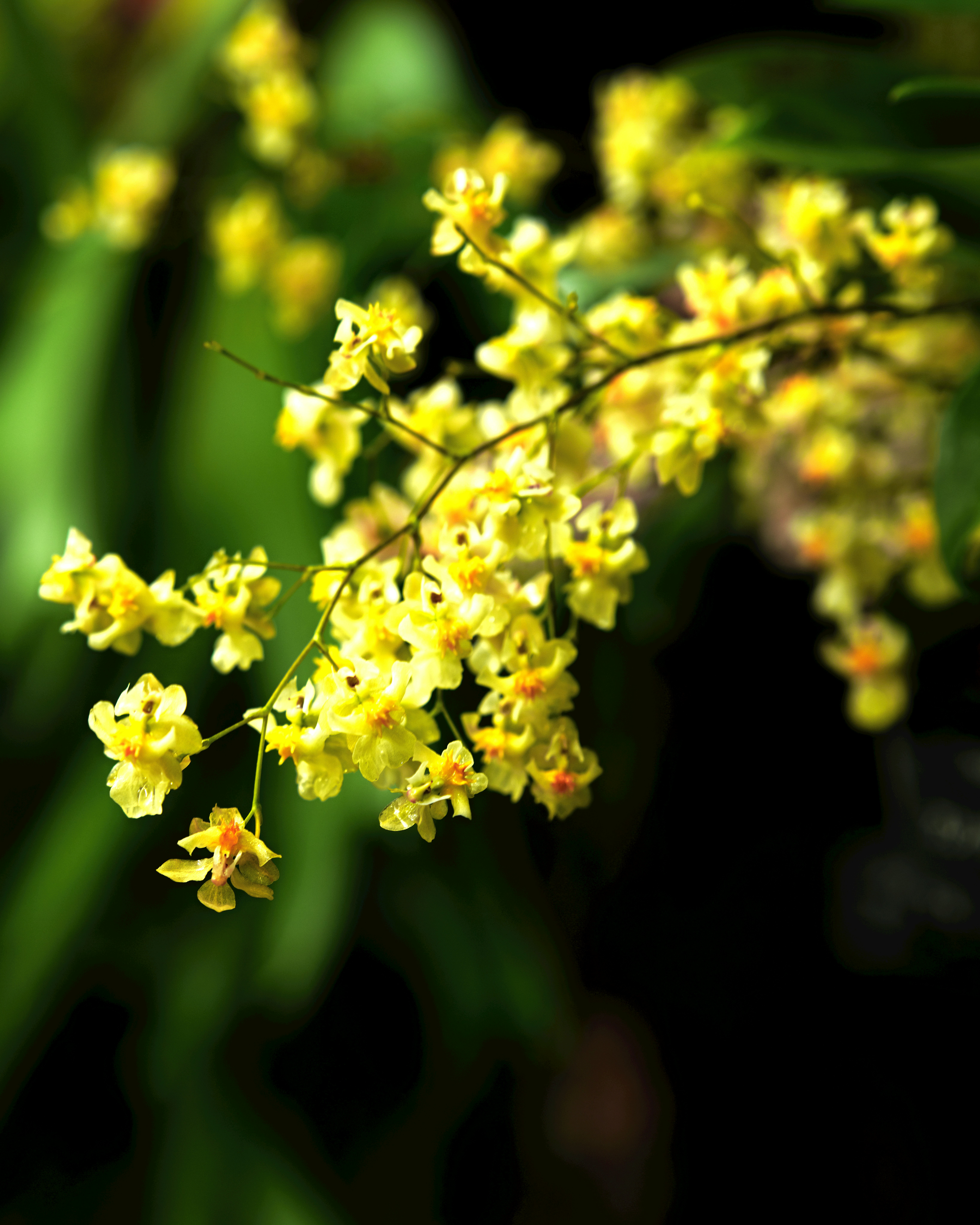 咲くやこの花館の黄色い花が咲く花枝のクローズアップ