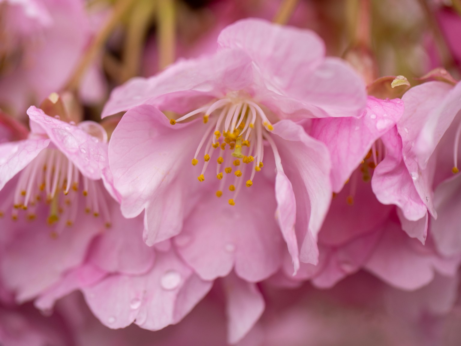 Hermosas flores rosas adornadas con gotas de agua