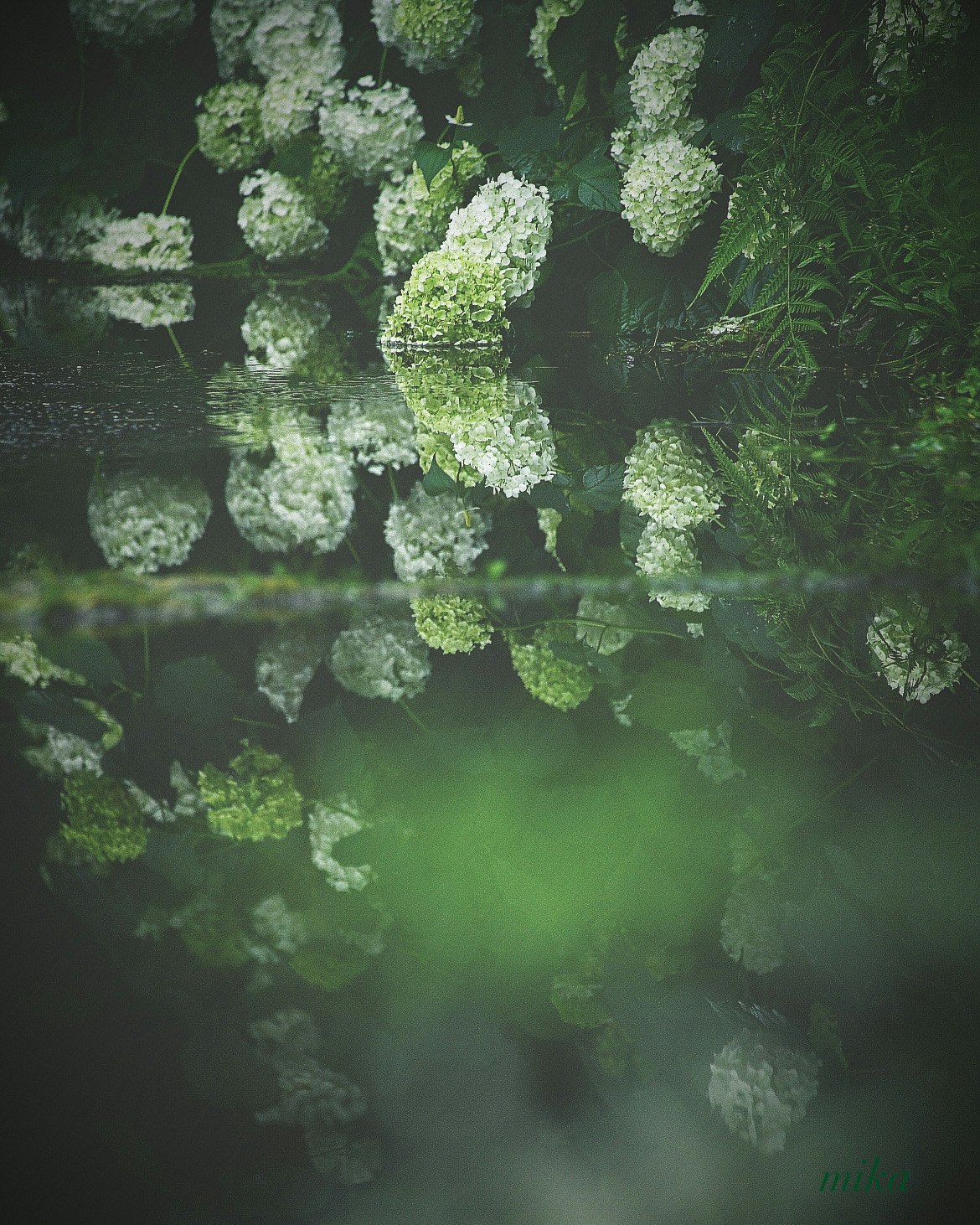 雨上がりの京都府立植物園で水面に映るアナベルの花