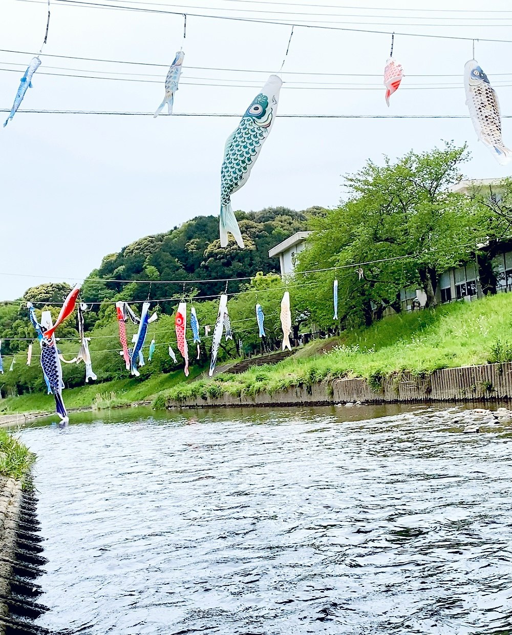 guirlandes de carpes koinobori alignées le long d’une berge herbeuse