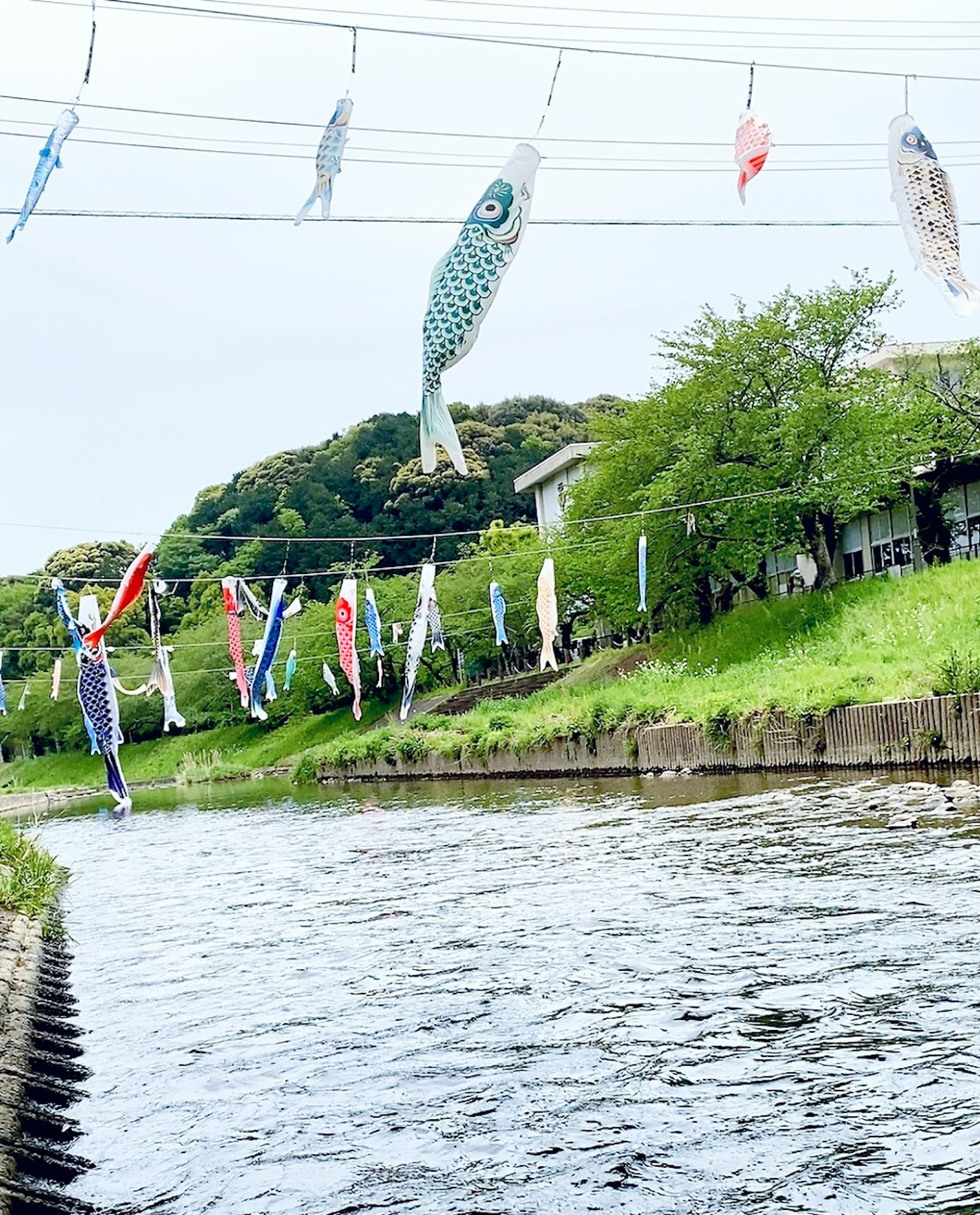五彩缤纷的鲤鱼旗悬挂在河上，绿树成荫